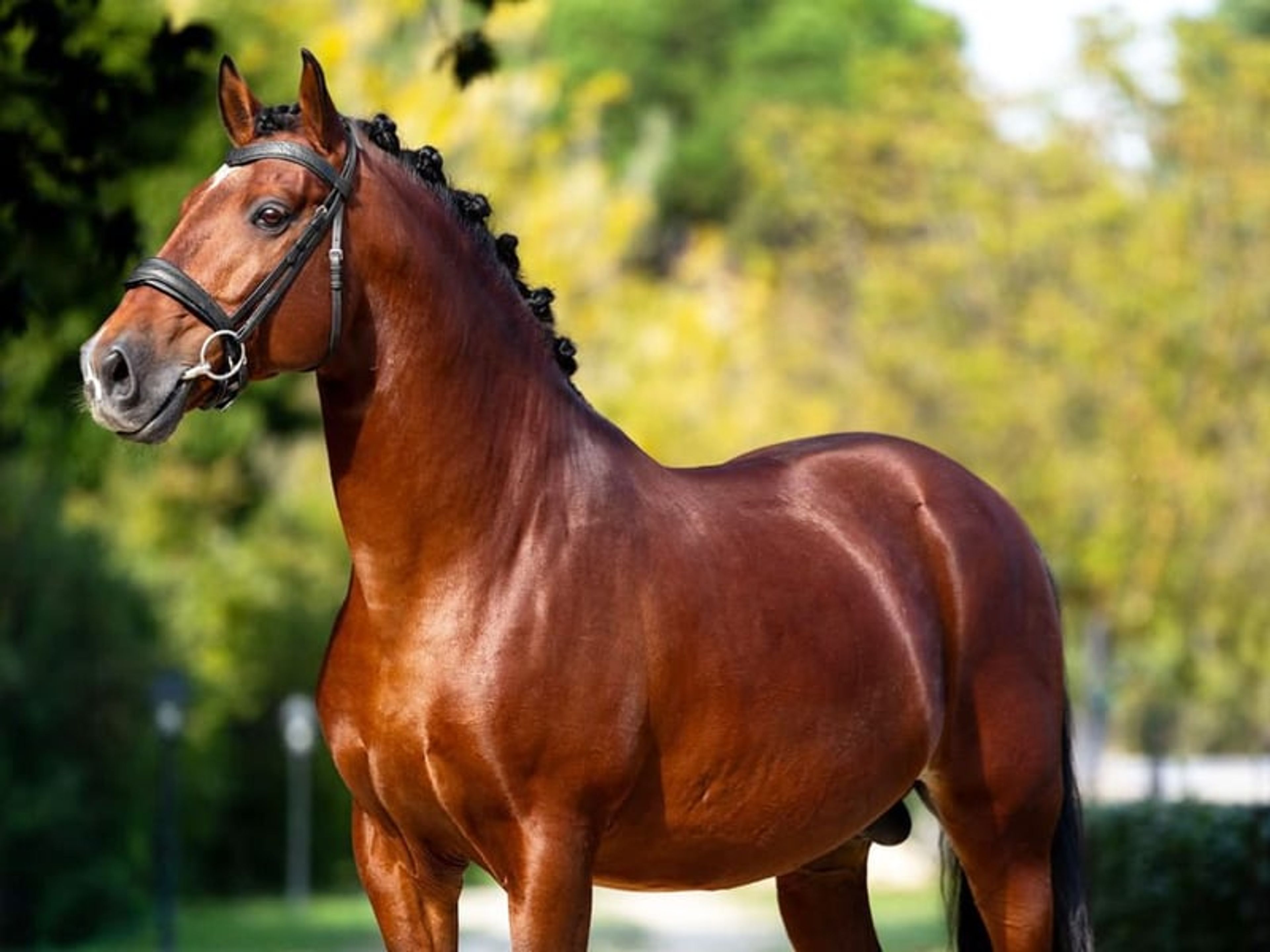 04206. Magnificent Grand Prix Lusitano stallion. - Image 3