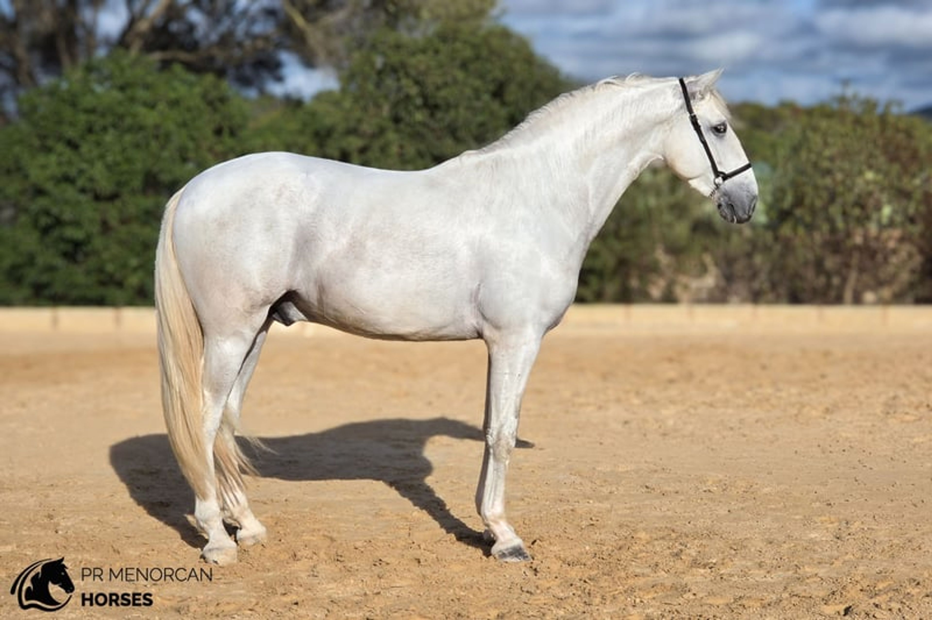 Promising 2023 PRE Stallion with exceptional bloodlines