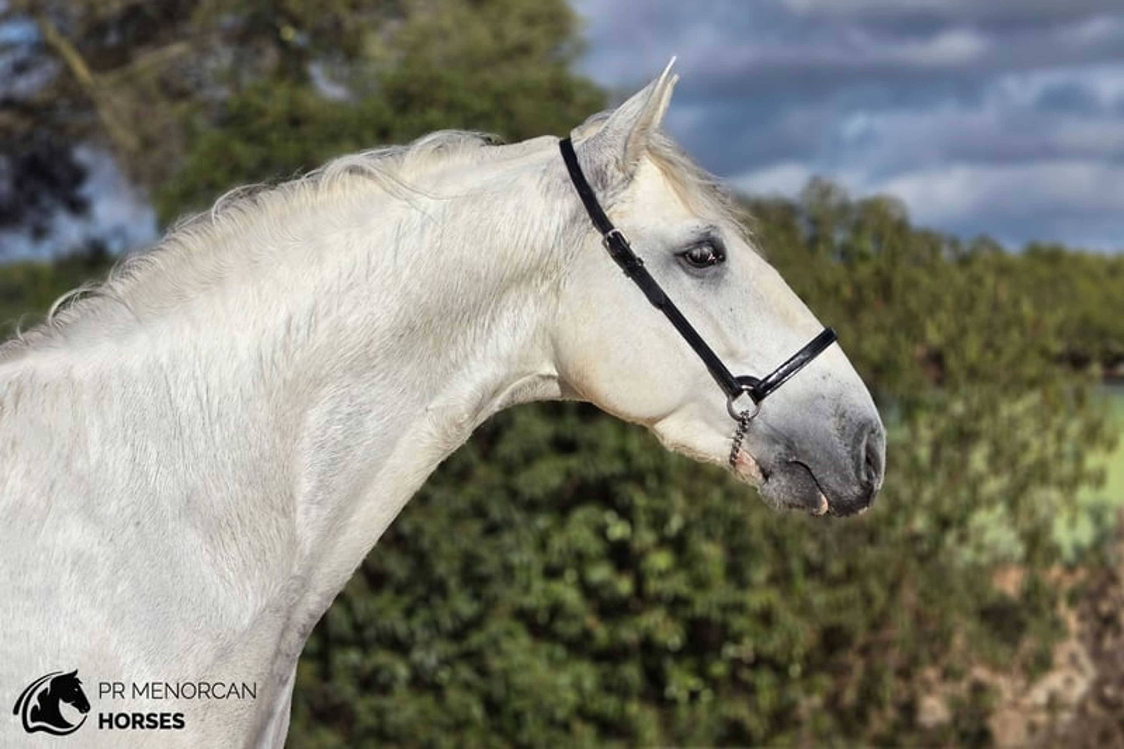 Promising 2023 PRE Stallion with exceptional bloodlines - Image 2