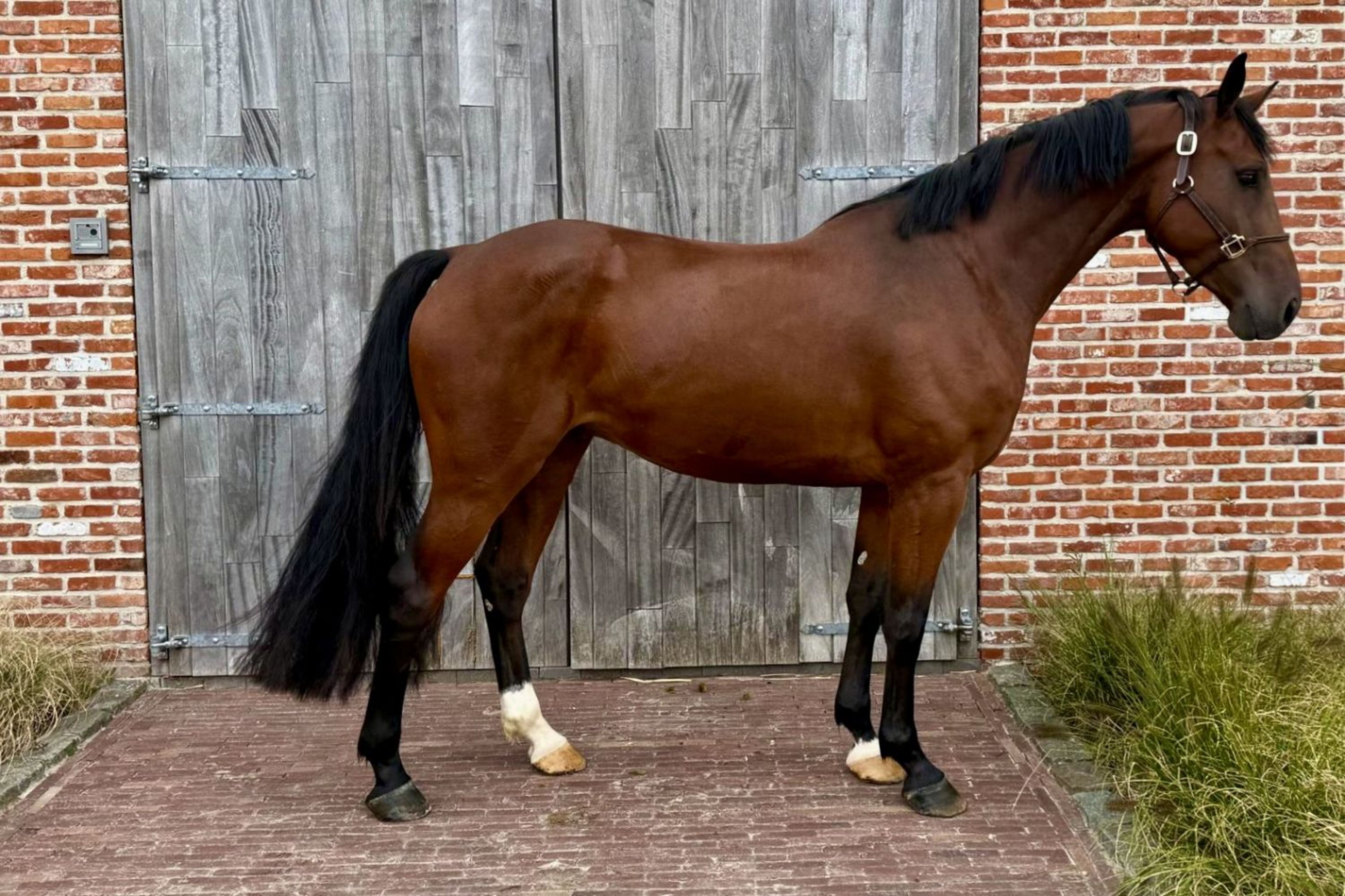 Emir NH Z ☆ (ELDORADO VAN DE ZESHOEK x QUASIMODO VAN DE MOLENDREEF) - Image 1