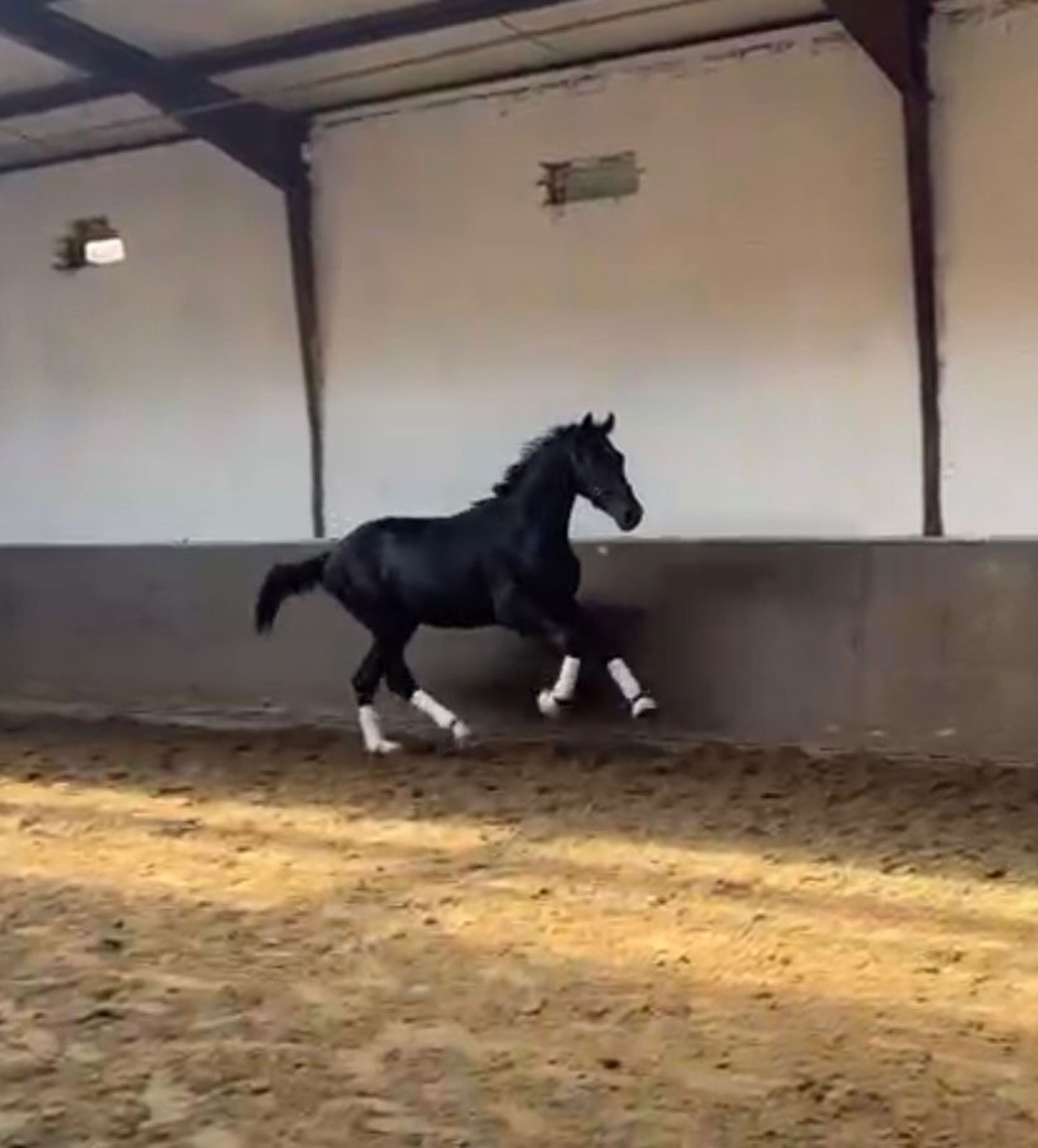 Sydney ☆ (TRUSSARDI x LIKOTO XX) - Image 1