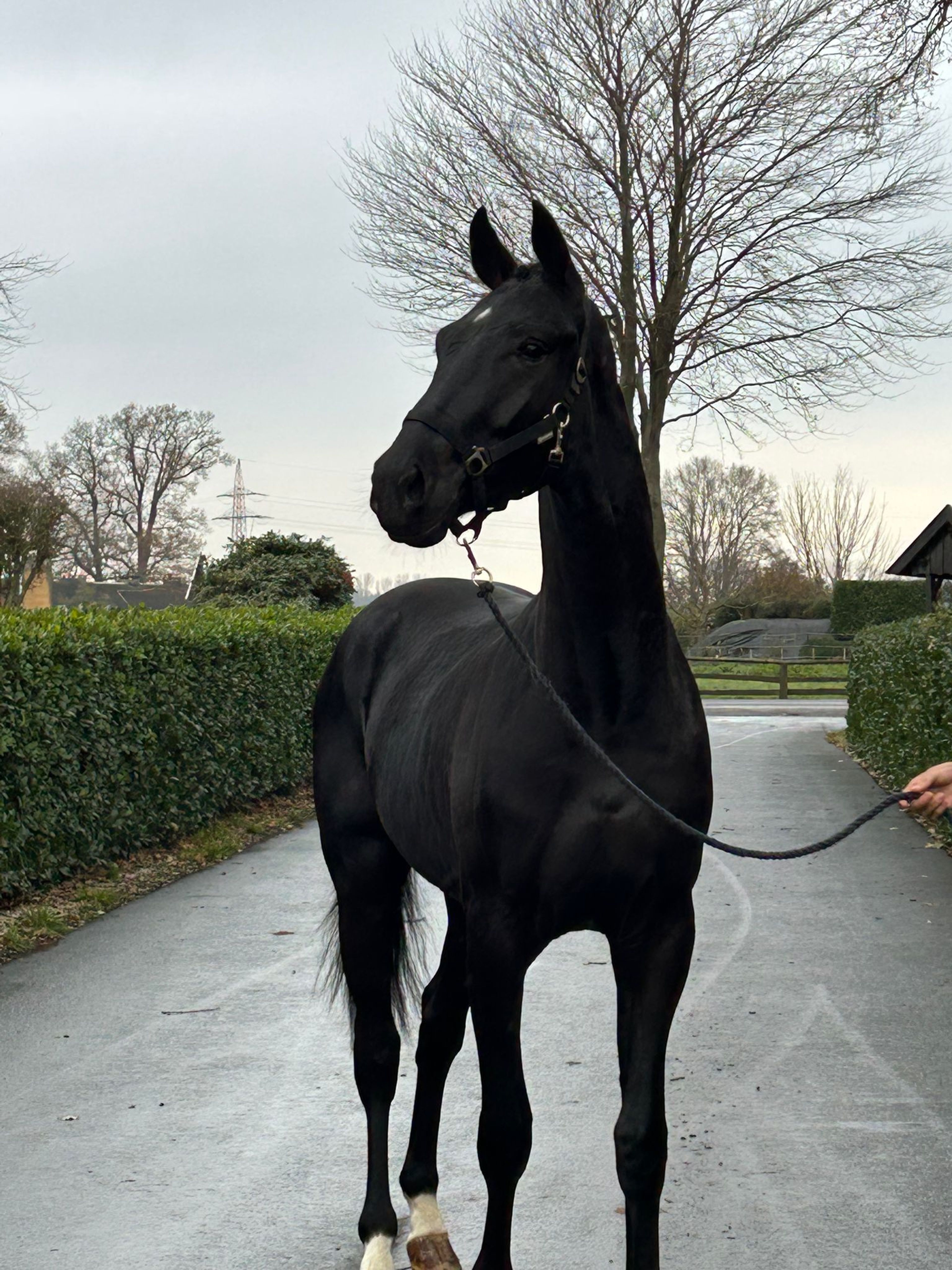 Sydney ☆ (TRUSSARDI x LIKOTO XX) - Image 3