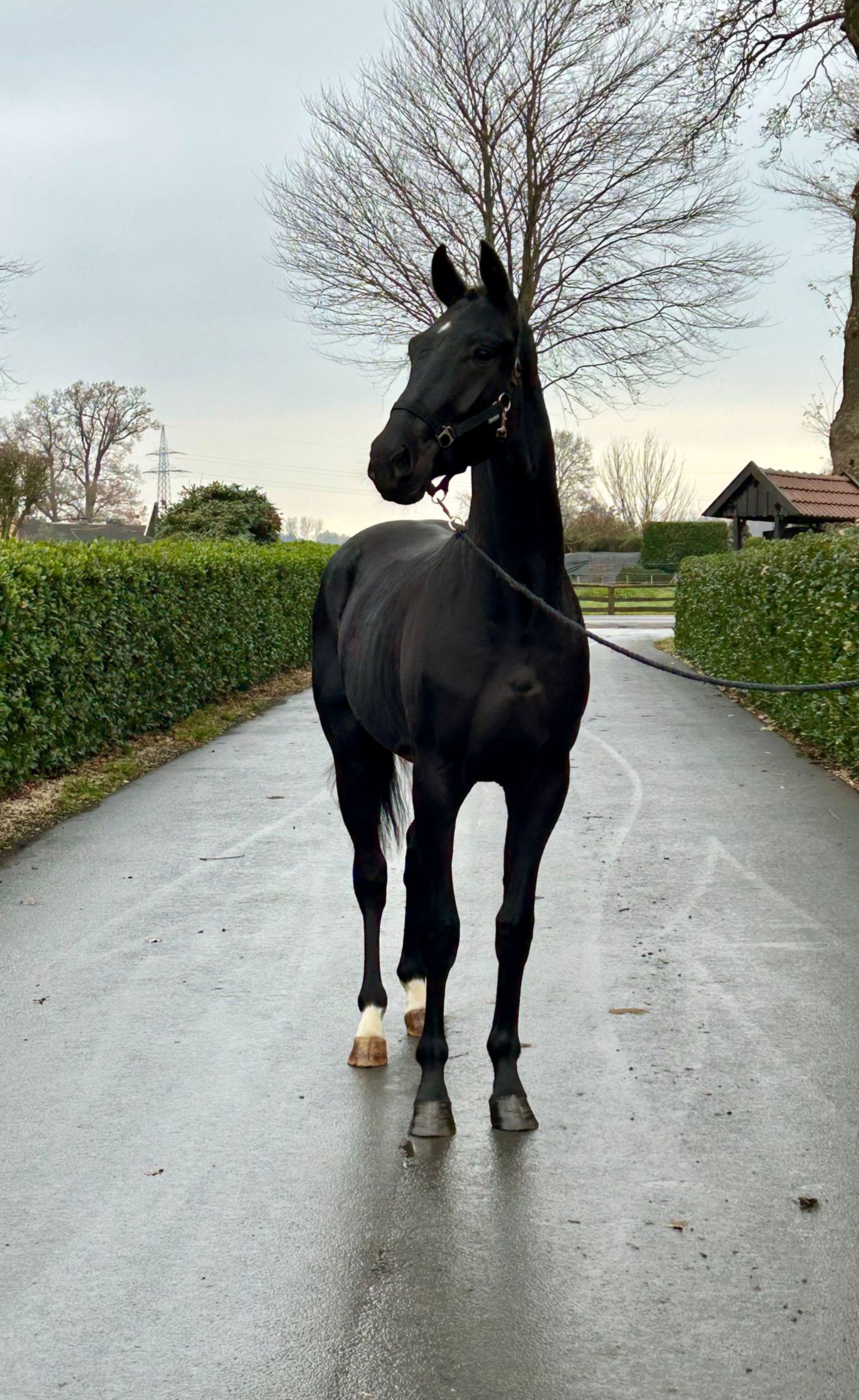 Sydney ☆ (TRUSSARDI x LIKOTO XX) - Image 4