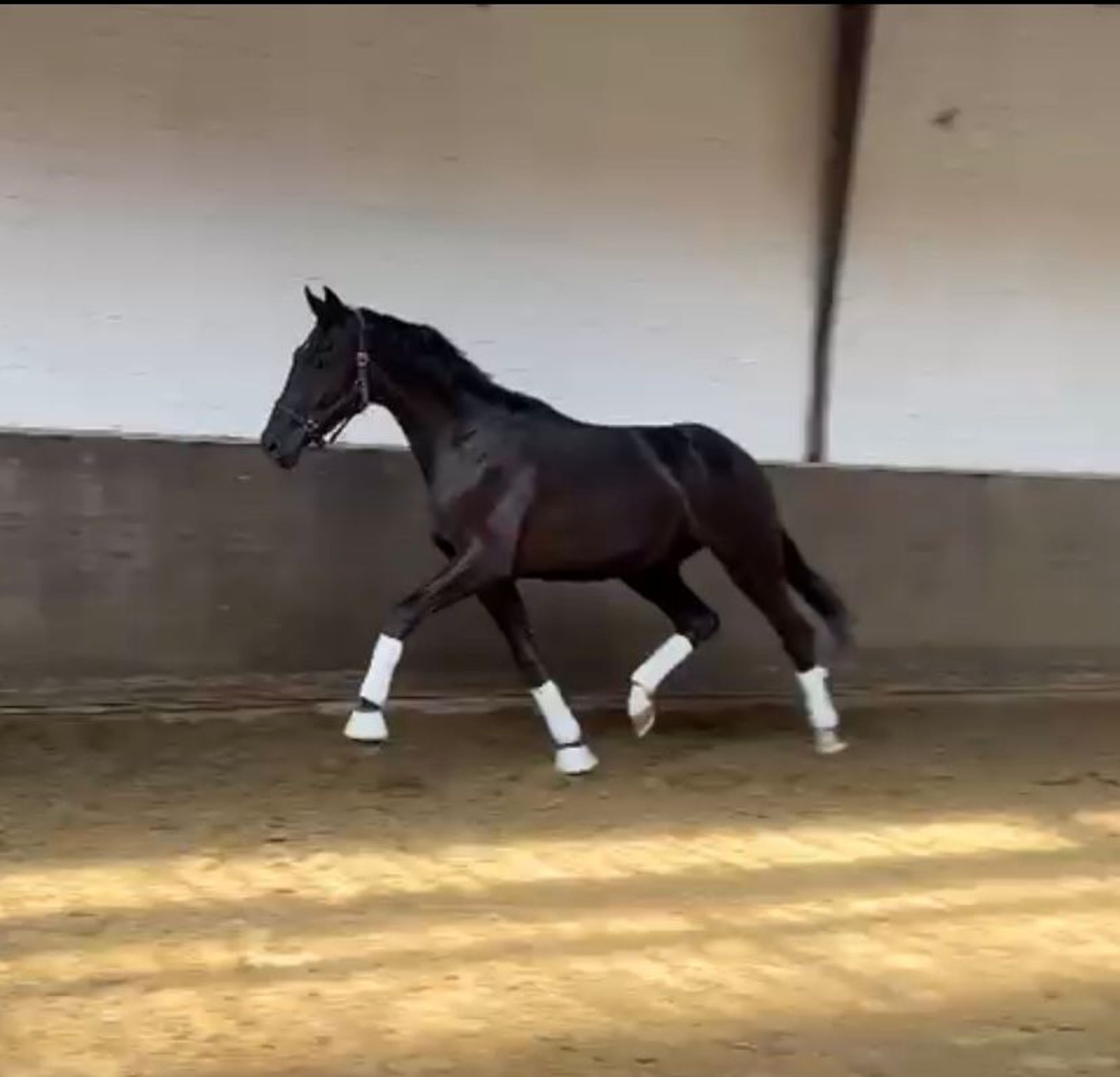 Sydney ☆ (TRUSSARDI x LIKOTO XX) - Image 5