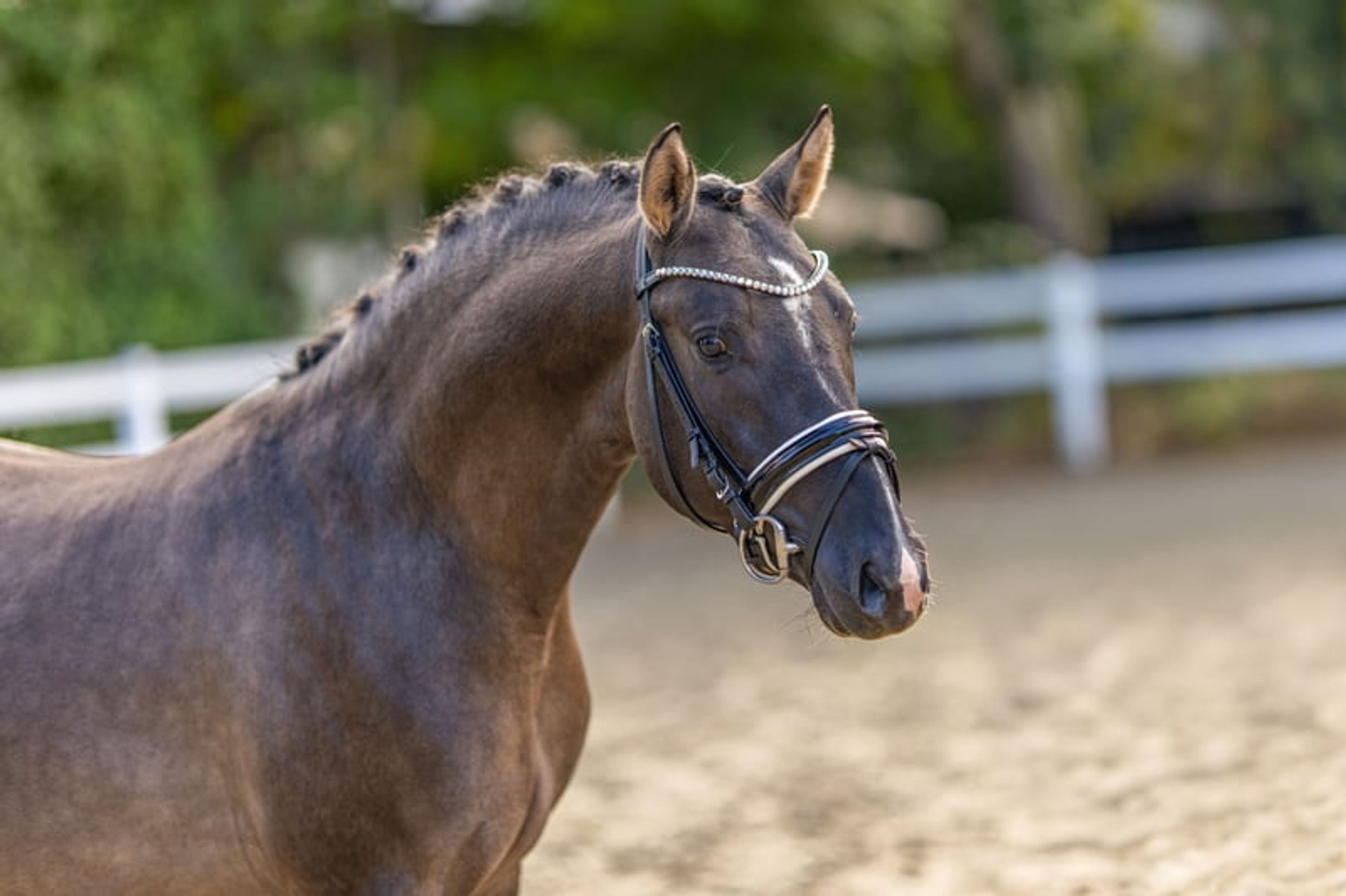Striking young stallion in the sought-after grey dun color.