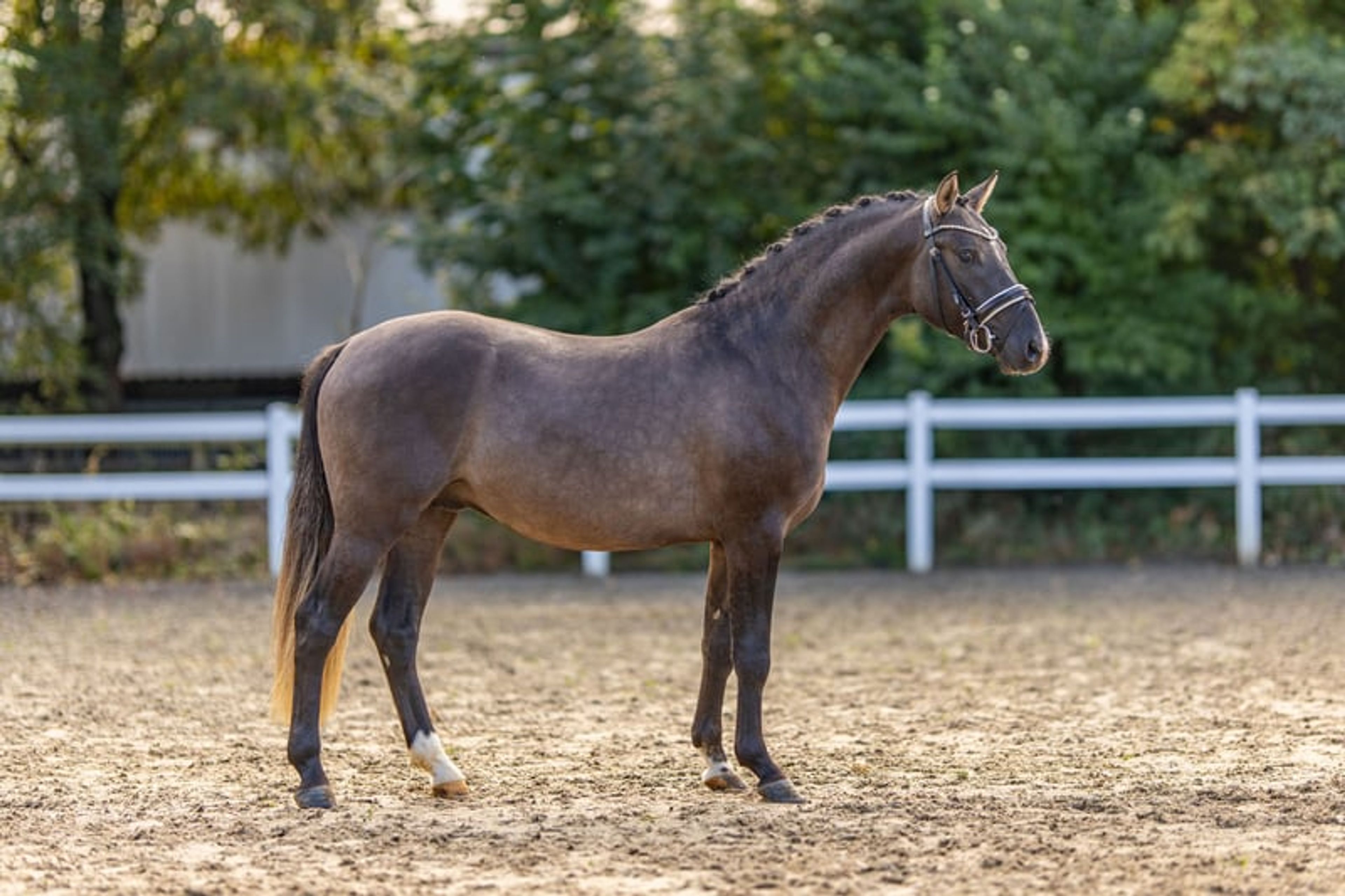 Striking young stallion in the sought-after grey dun color. - Image 2