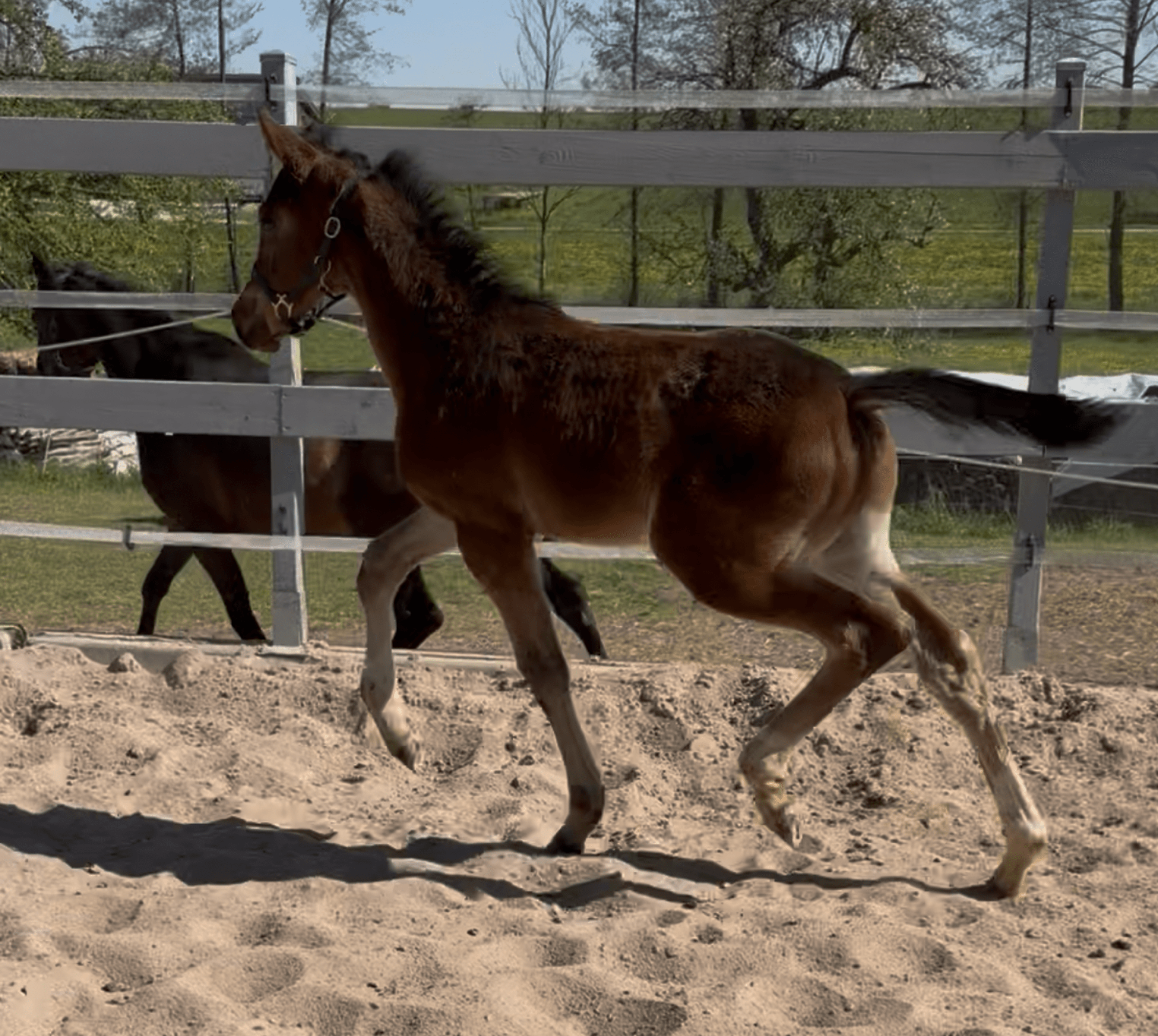 Elano (EMPIRE KALONE x CASINO GRANDE) - Image 5