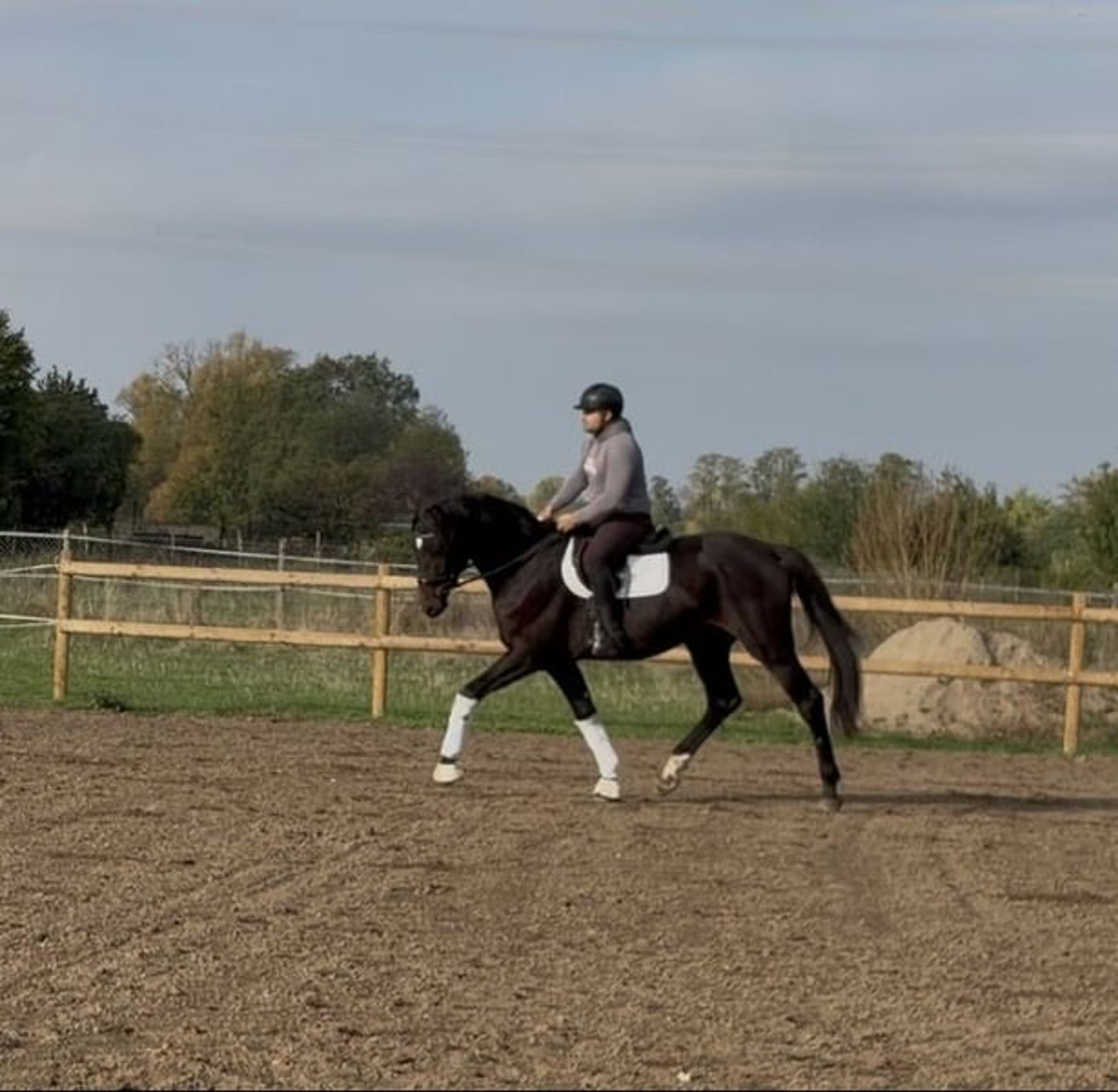 A modern dressage horse of tomorrow