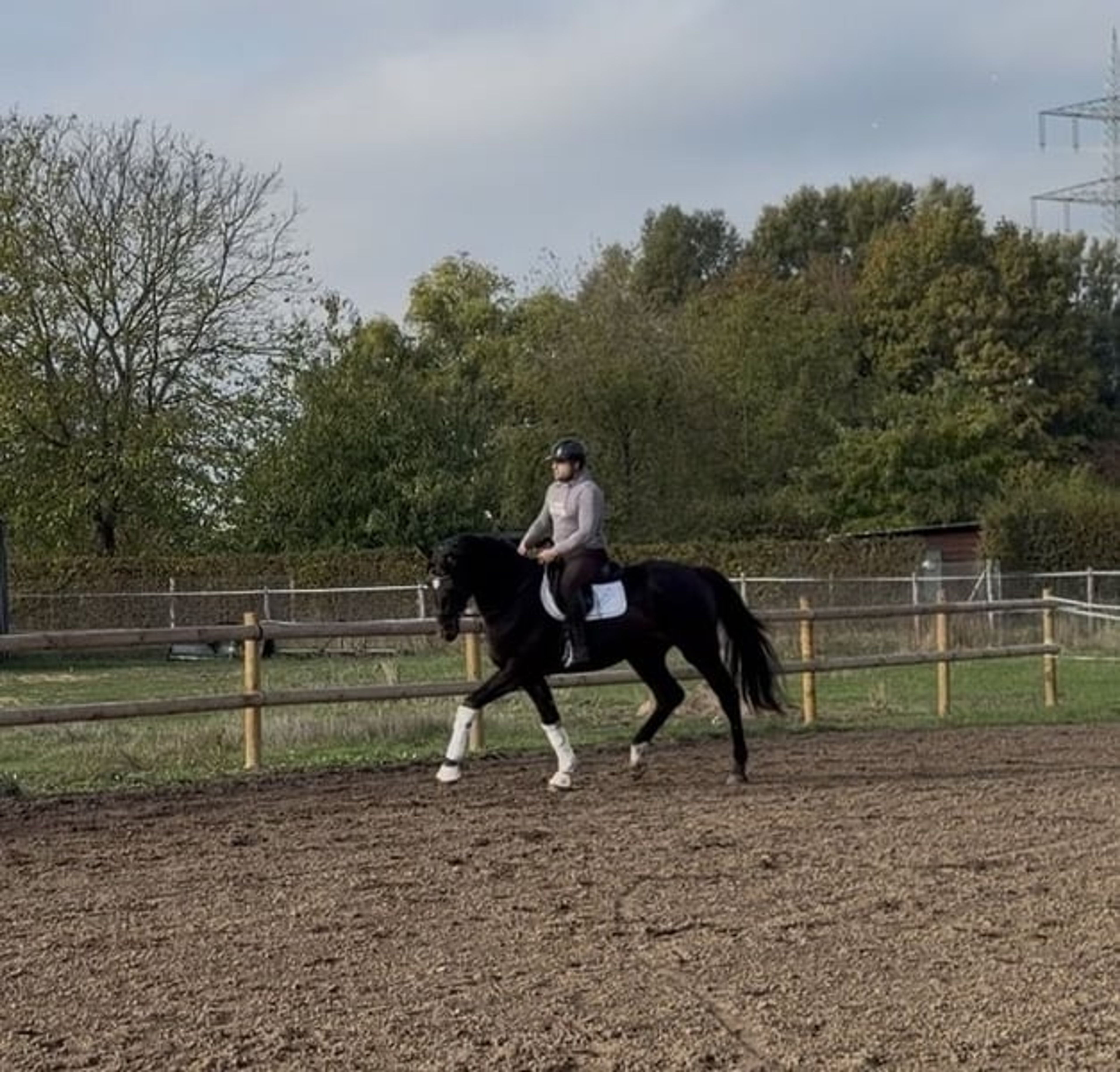 A modern dressage horse of tomorrow - Image 2