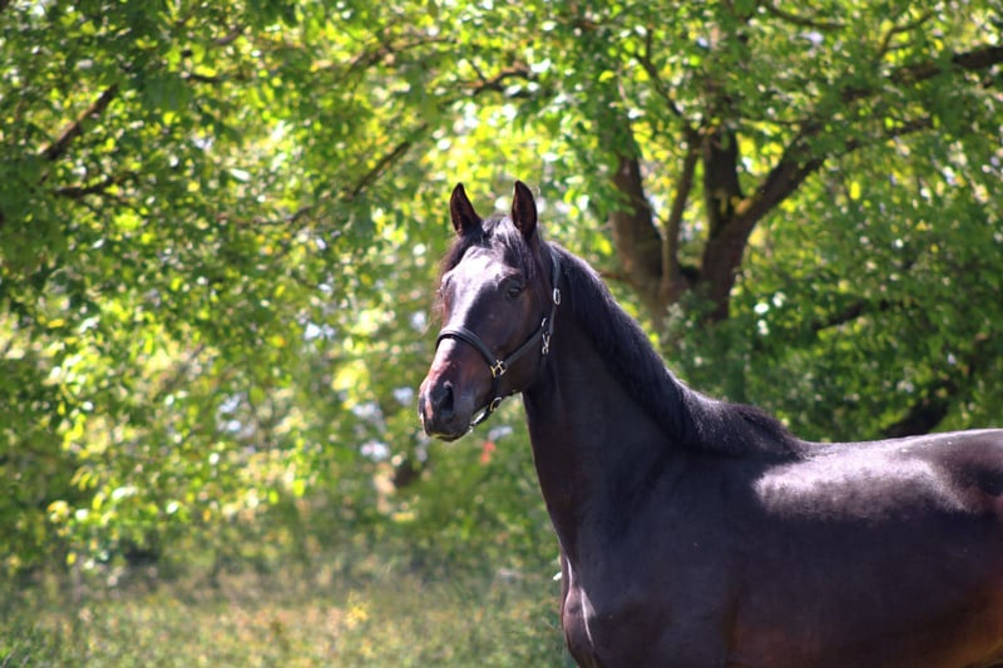 A modern dressage horse of tomorrow - Image 3
