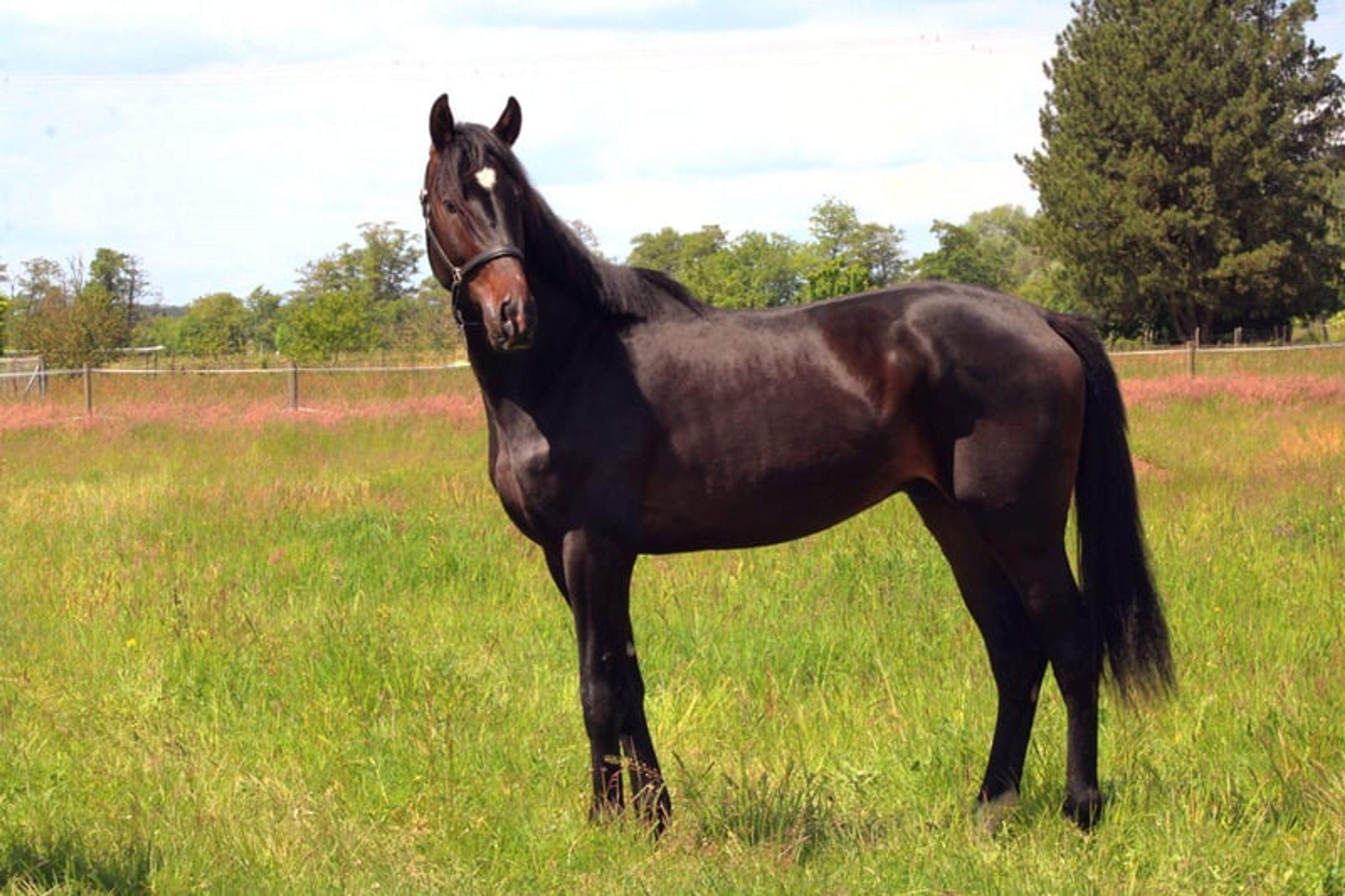 A modern dressage horse of tomorrow - Image 4