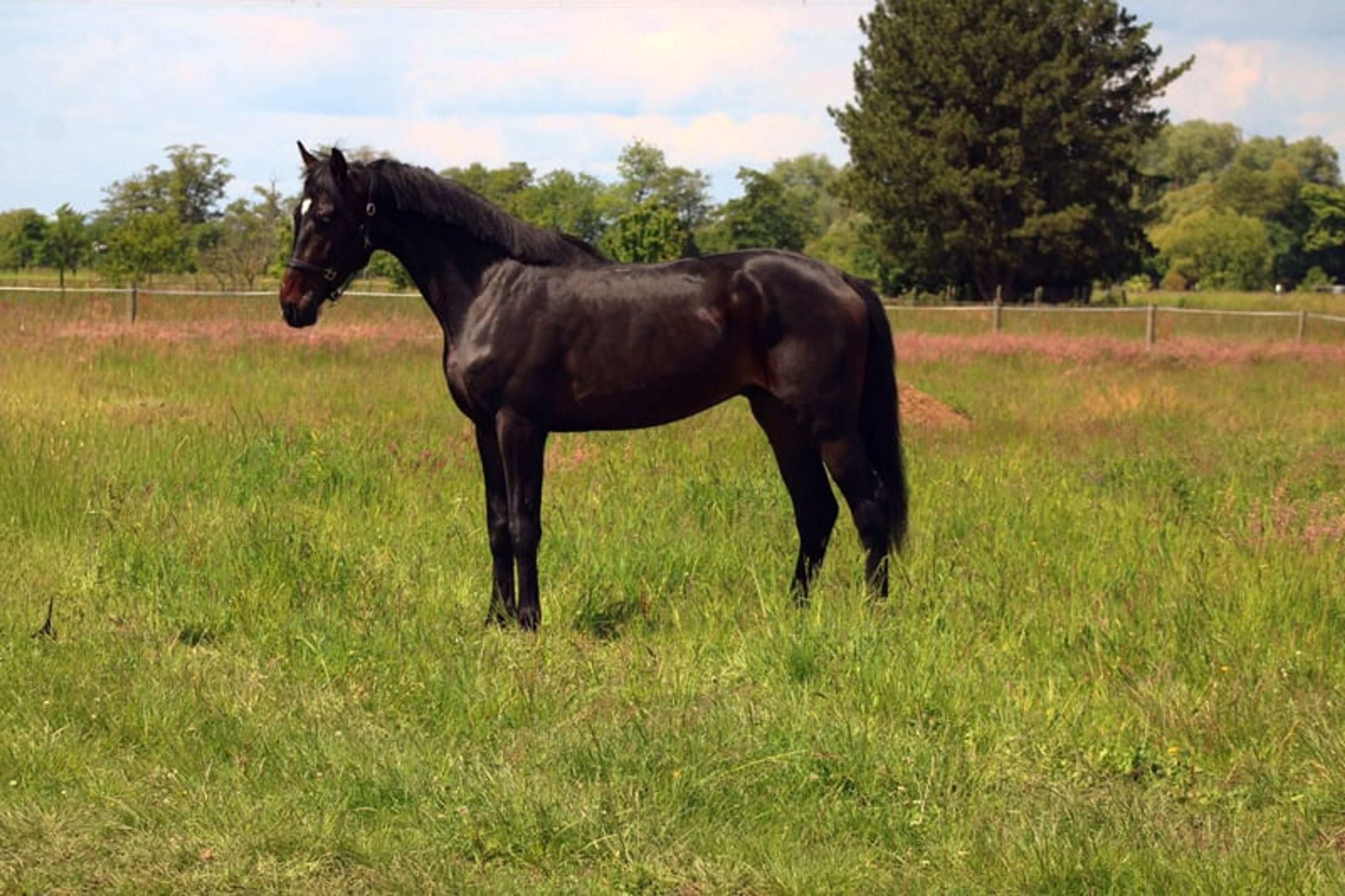 A modern dressage horse of tomorrow - Image 5
