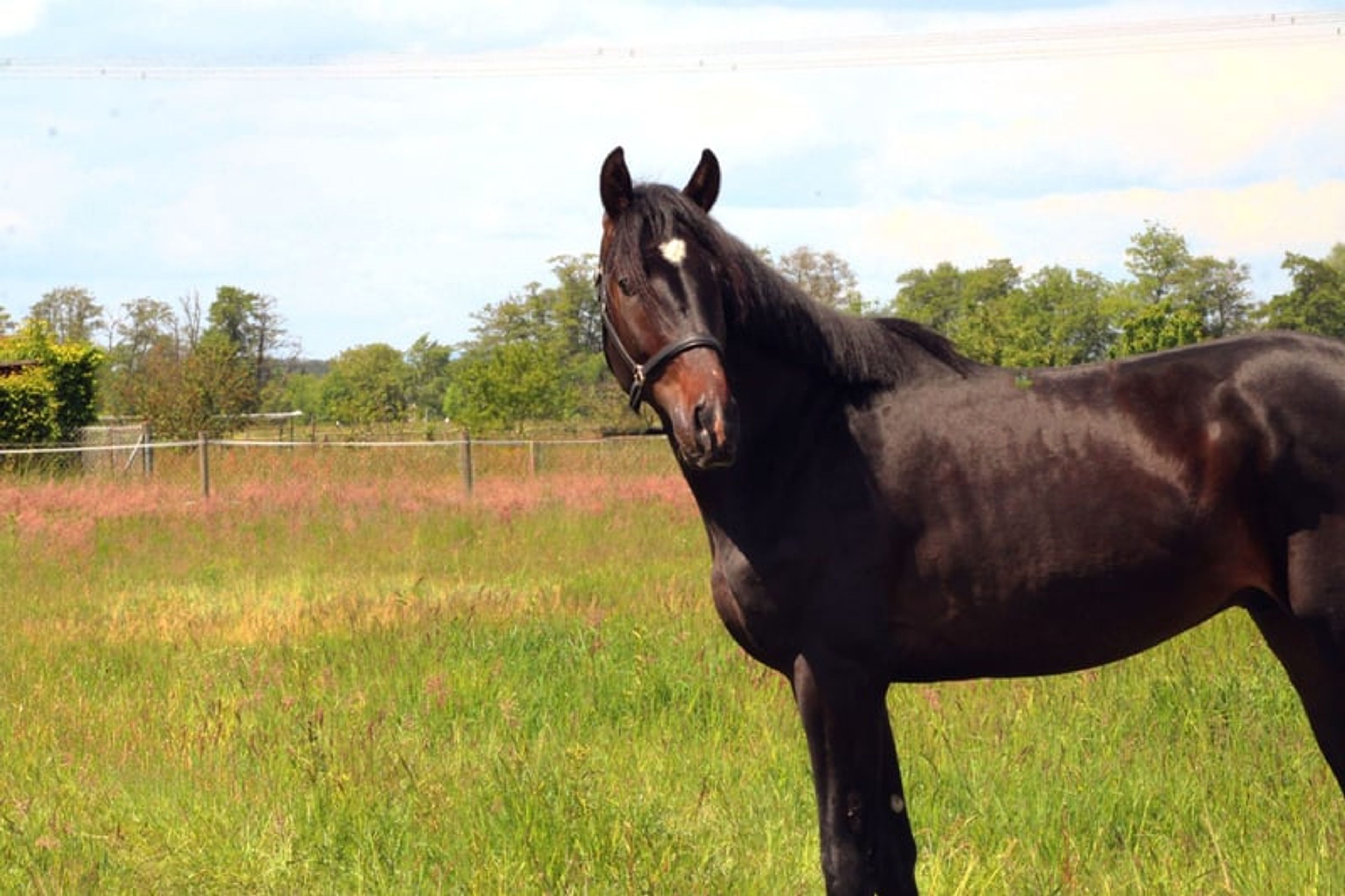 A modern dressage horse of tomorrow - Image 6