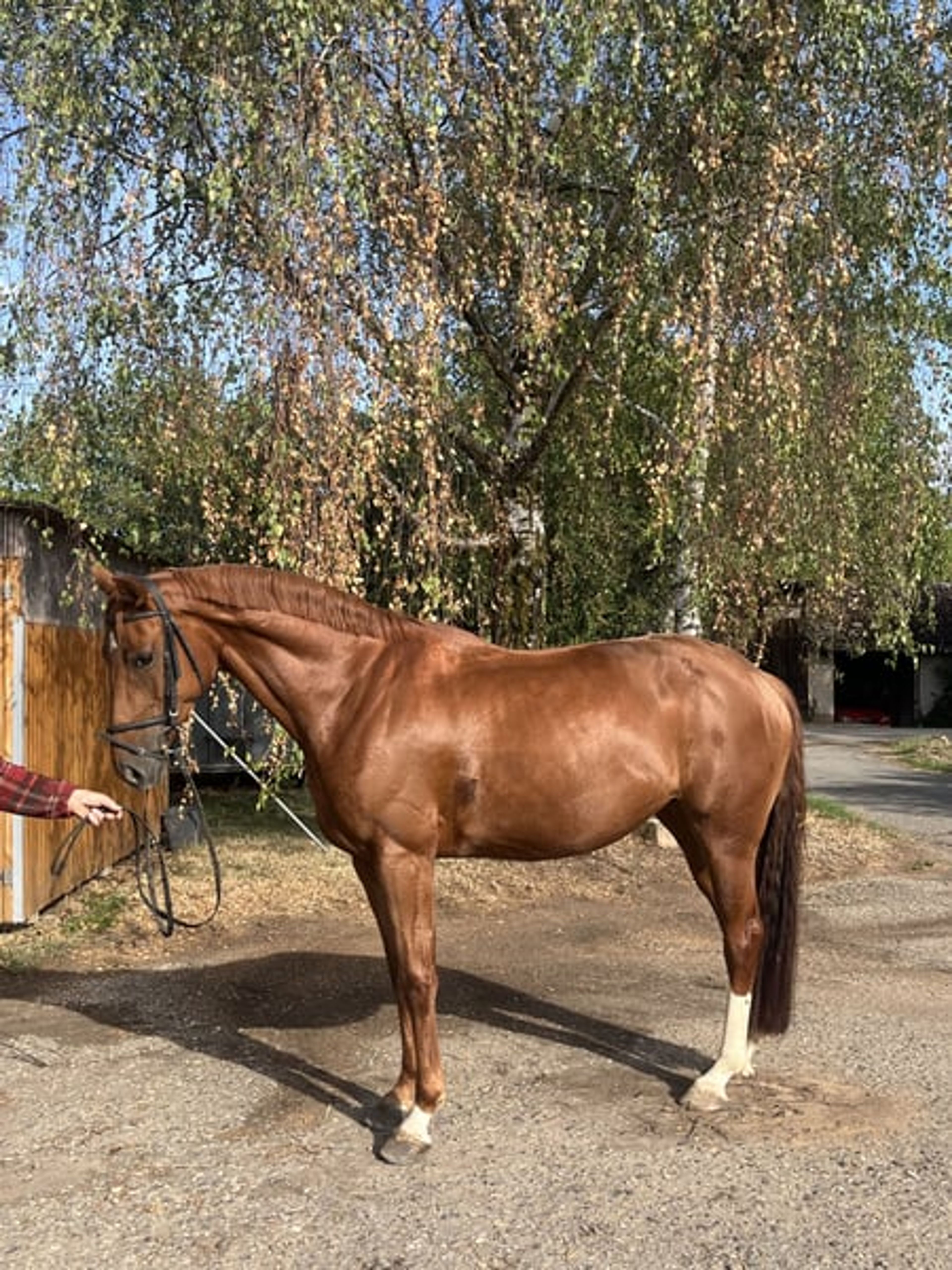 Beautiful mare with a fantastic temperament and excellent basic gaits.
