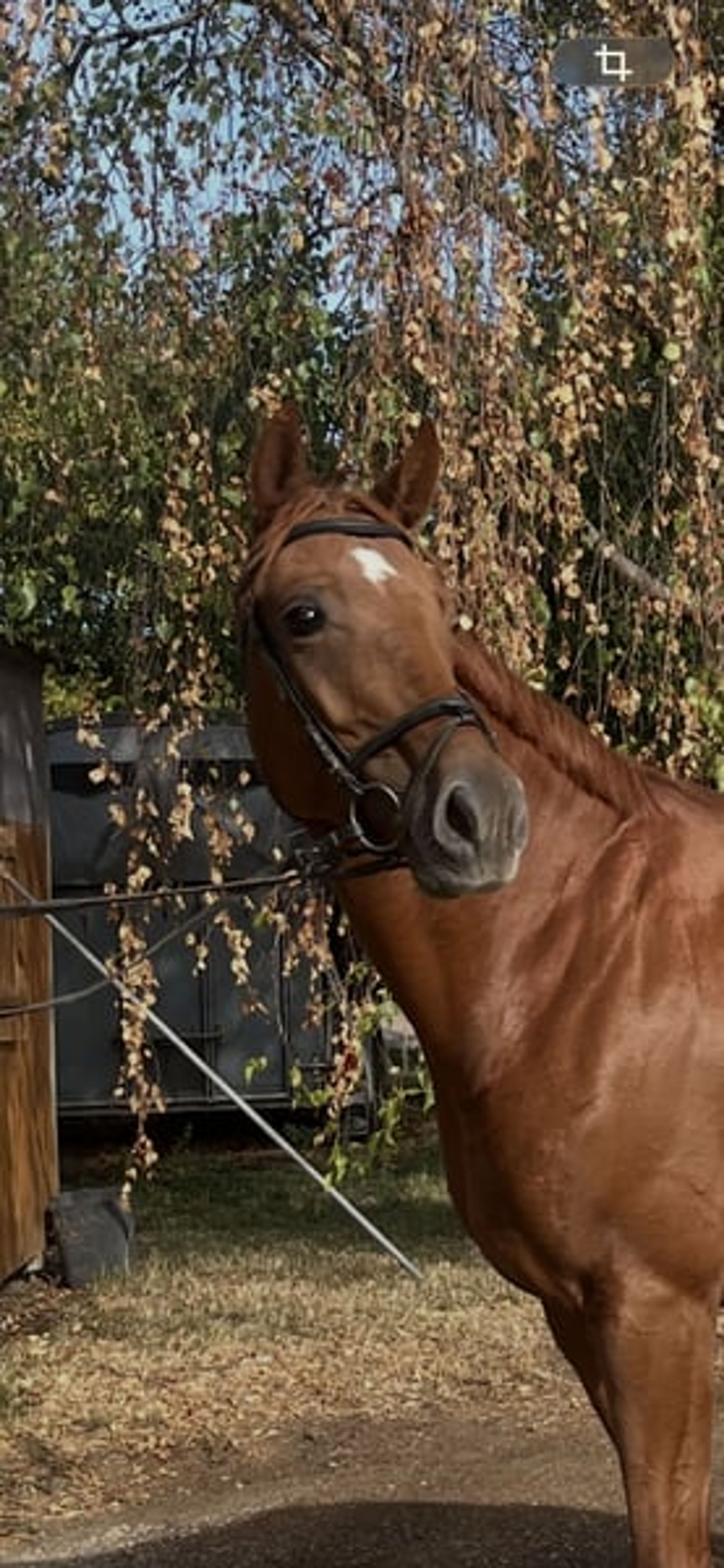 Beautiful mare with a fantastic temperament and excellent basic gaits. - Image 2