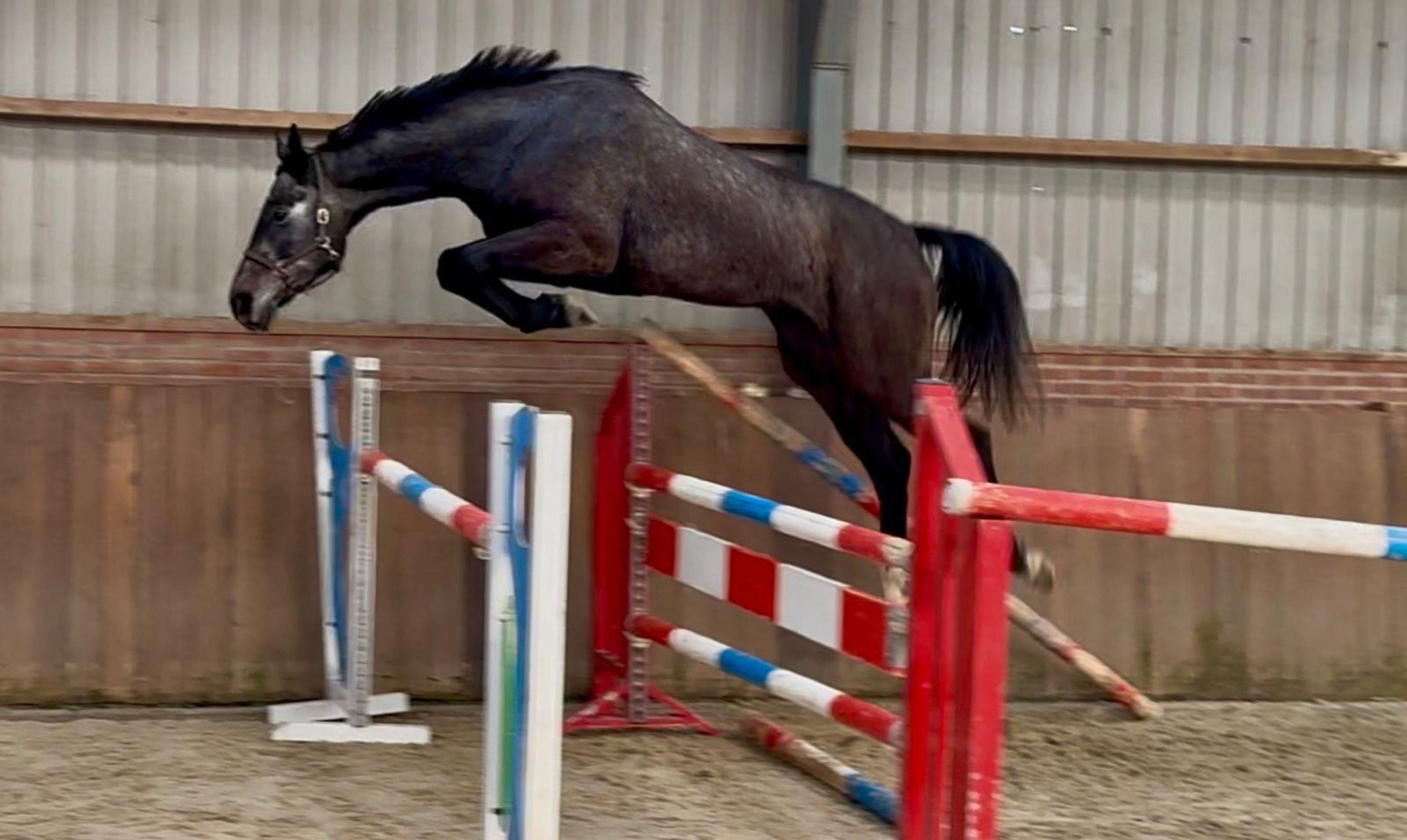 Chacoon d’or PS ☆ (DIARON x CHACOON BLUE) - Image 1