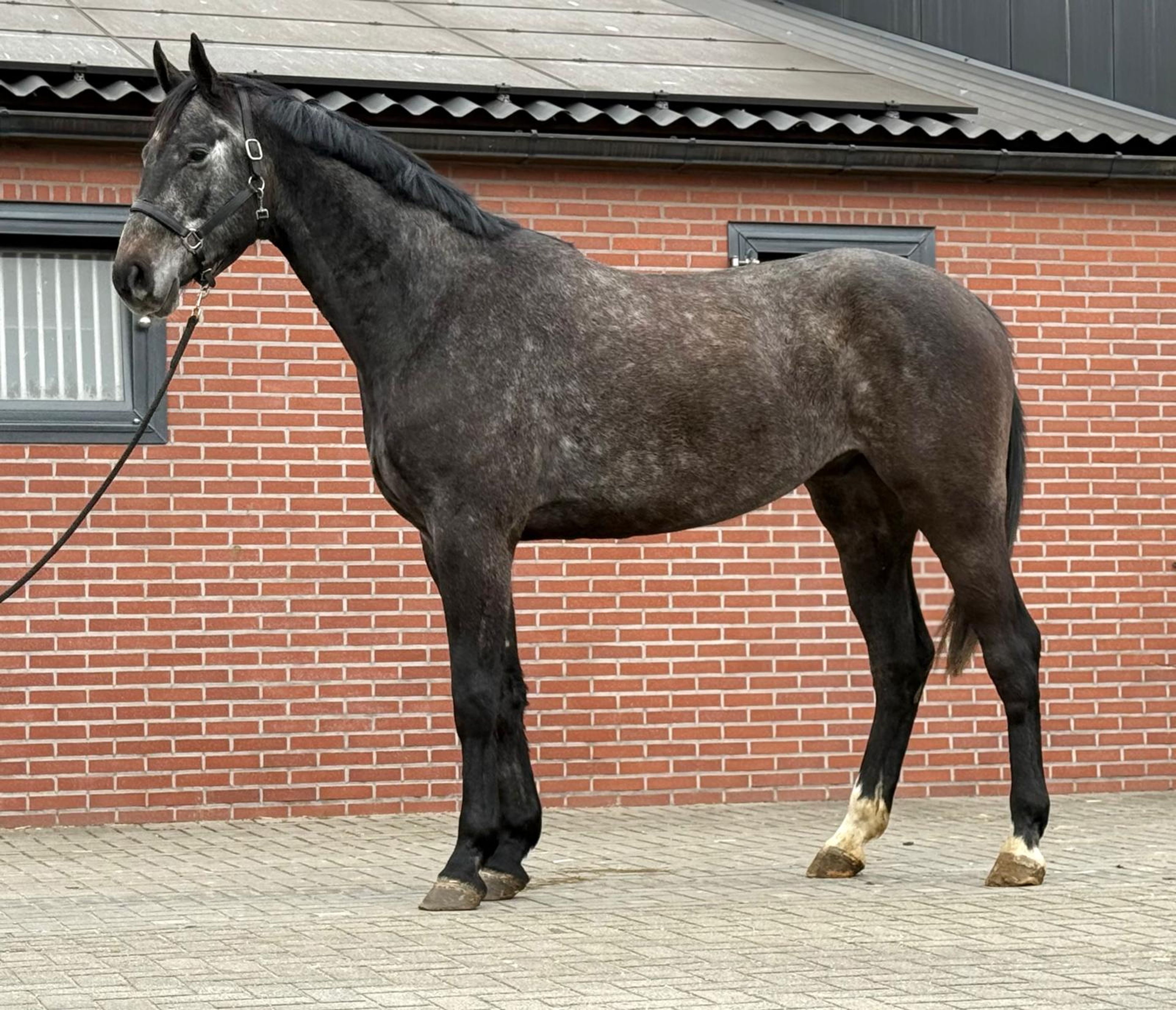 Chacoon d’or PS ☆ (DIARON x CHACOON BLUE) - Image 2