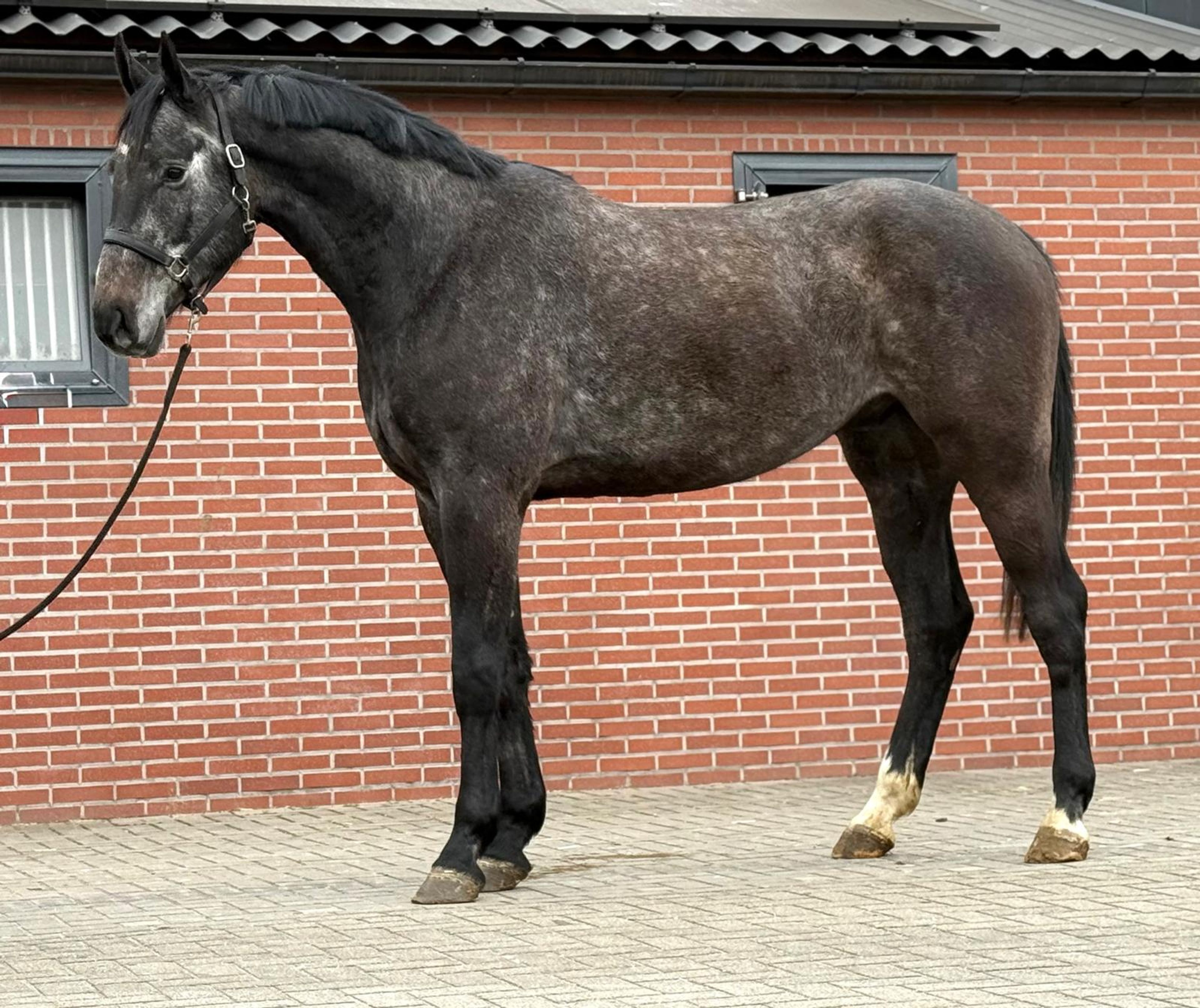 Chacoon d’or PS ☆ (DIARON x CHACOON BLUE) - Image 3