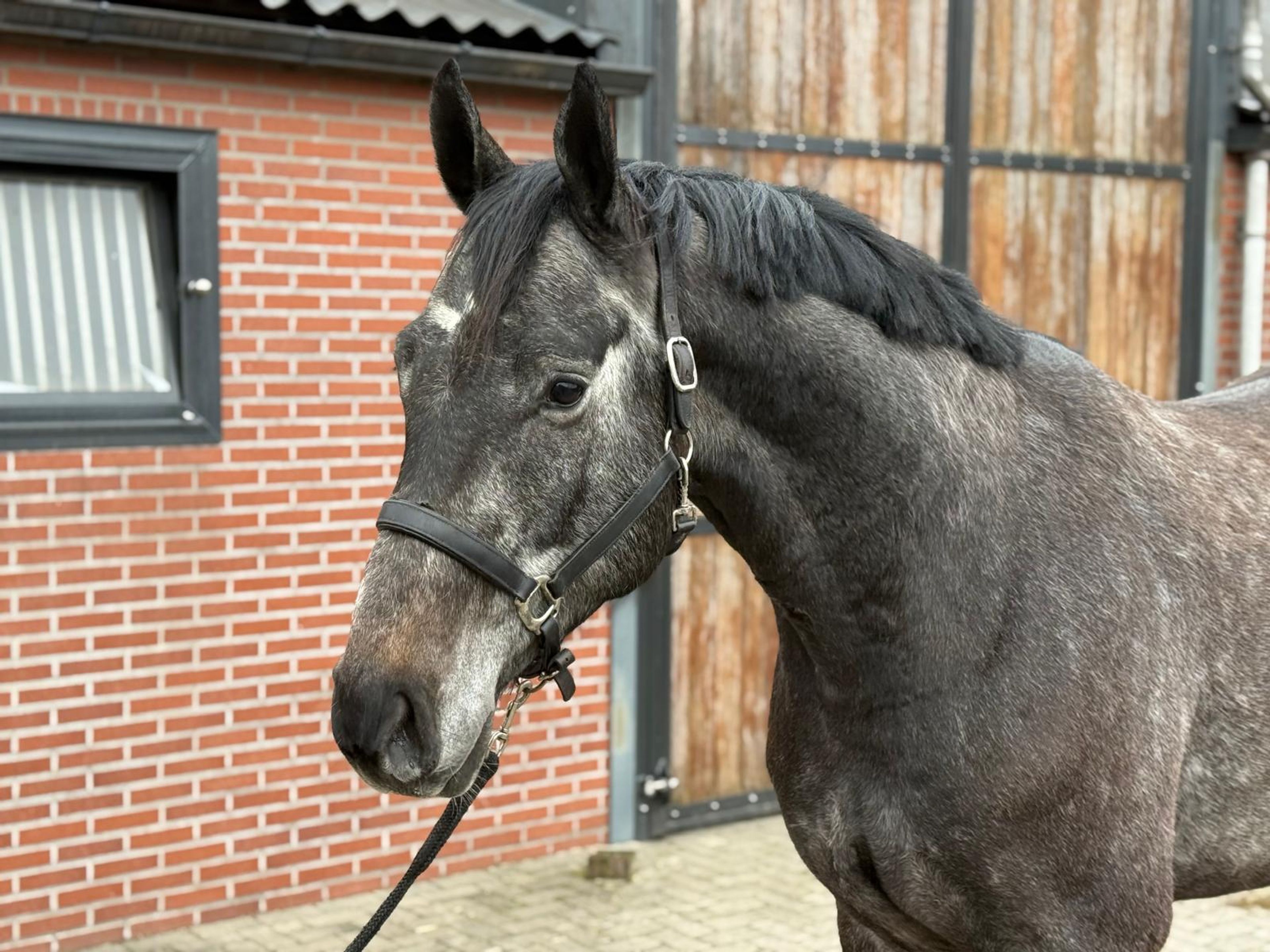 Chacoon d’or PS ☆ (DIARON x CHACOON BLUE) - Image 4