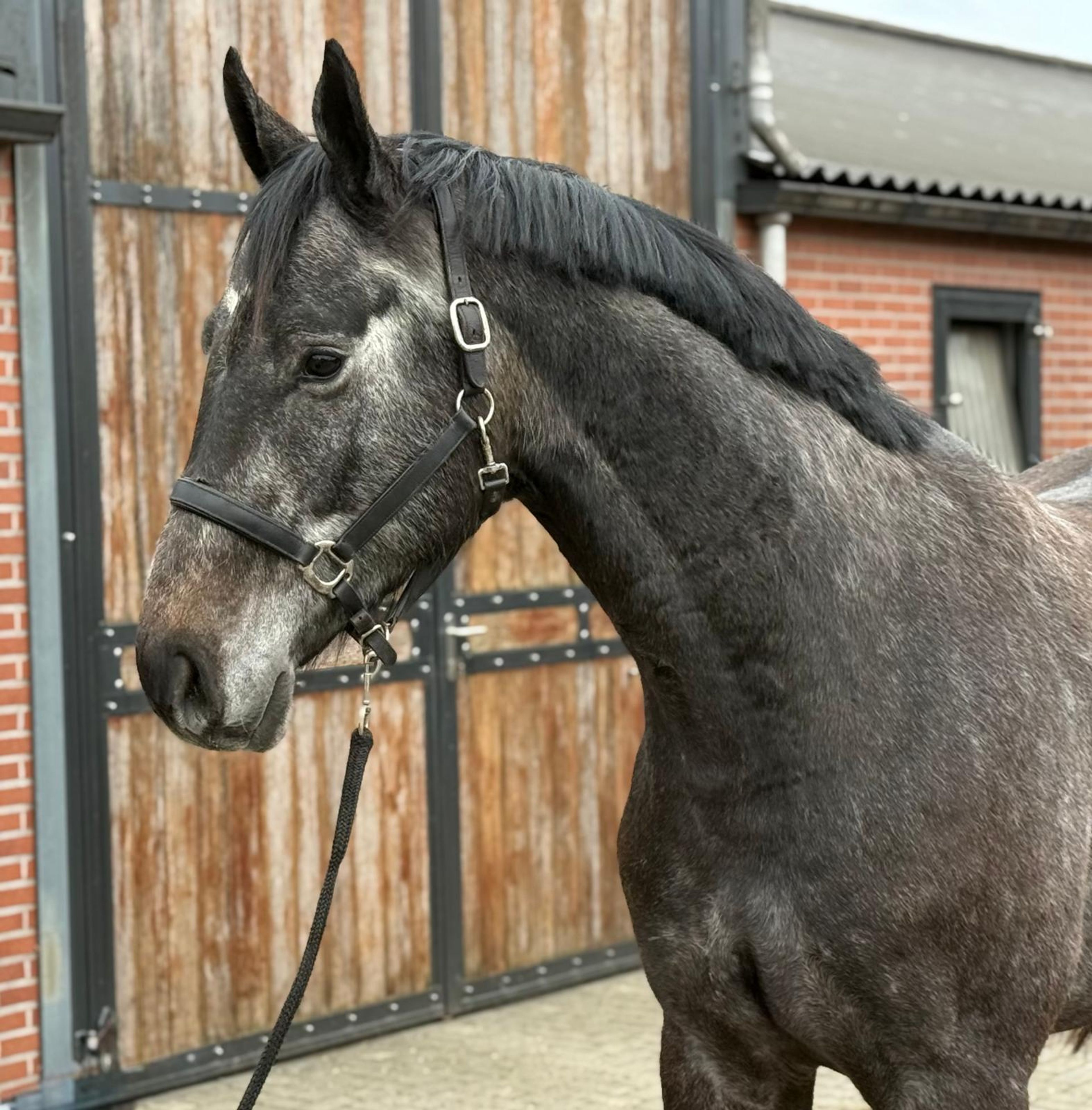 Chacoon d’or PS ☆ (DIARON x CHACOON BLUE) - Image 5