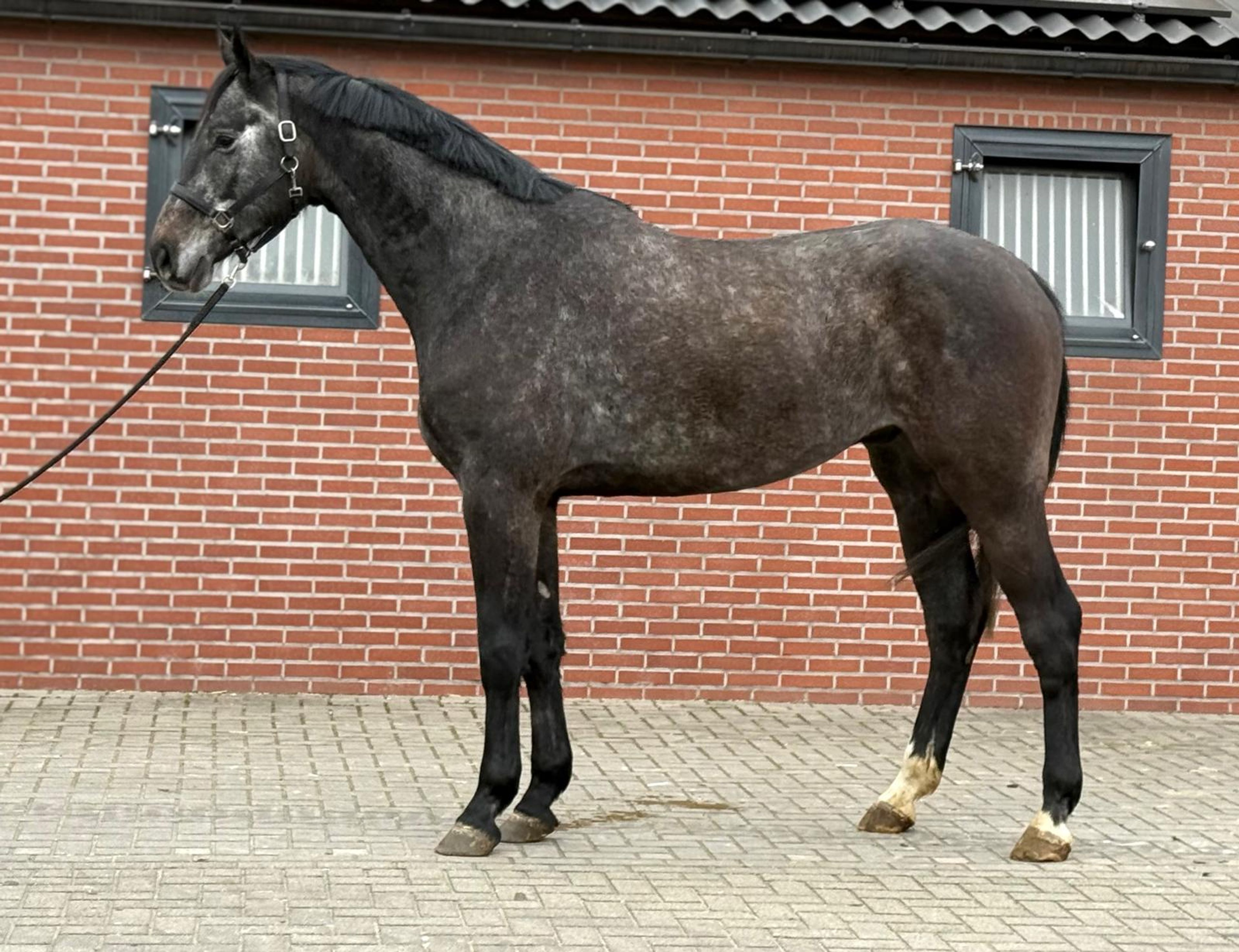 Chacoon d’or PS ☆ (DIARON x CHACOON BLUE) - Image 6