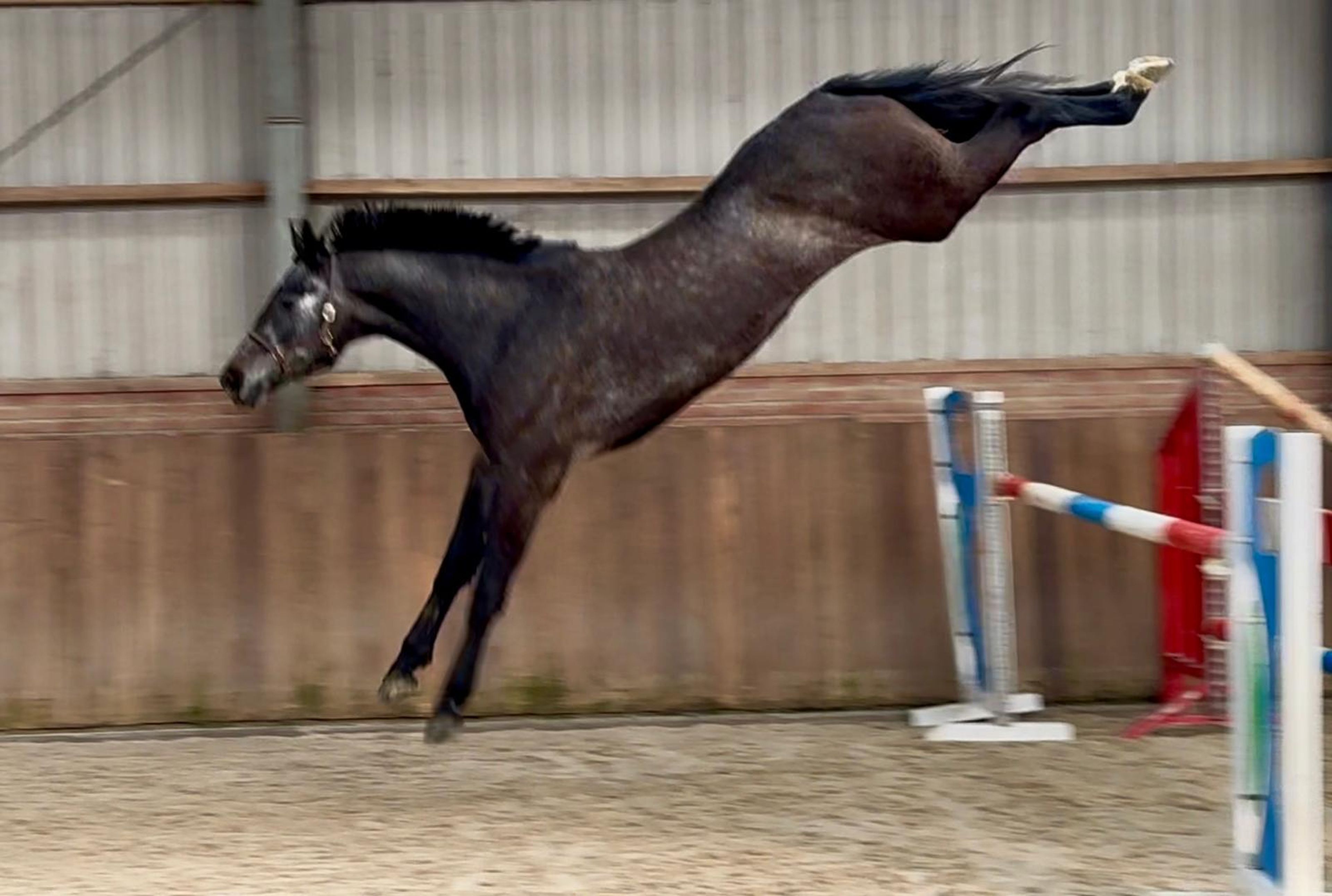 Chacoon d’or PS ☆ (DIARON x CHACOON BLUE) - Image 7