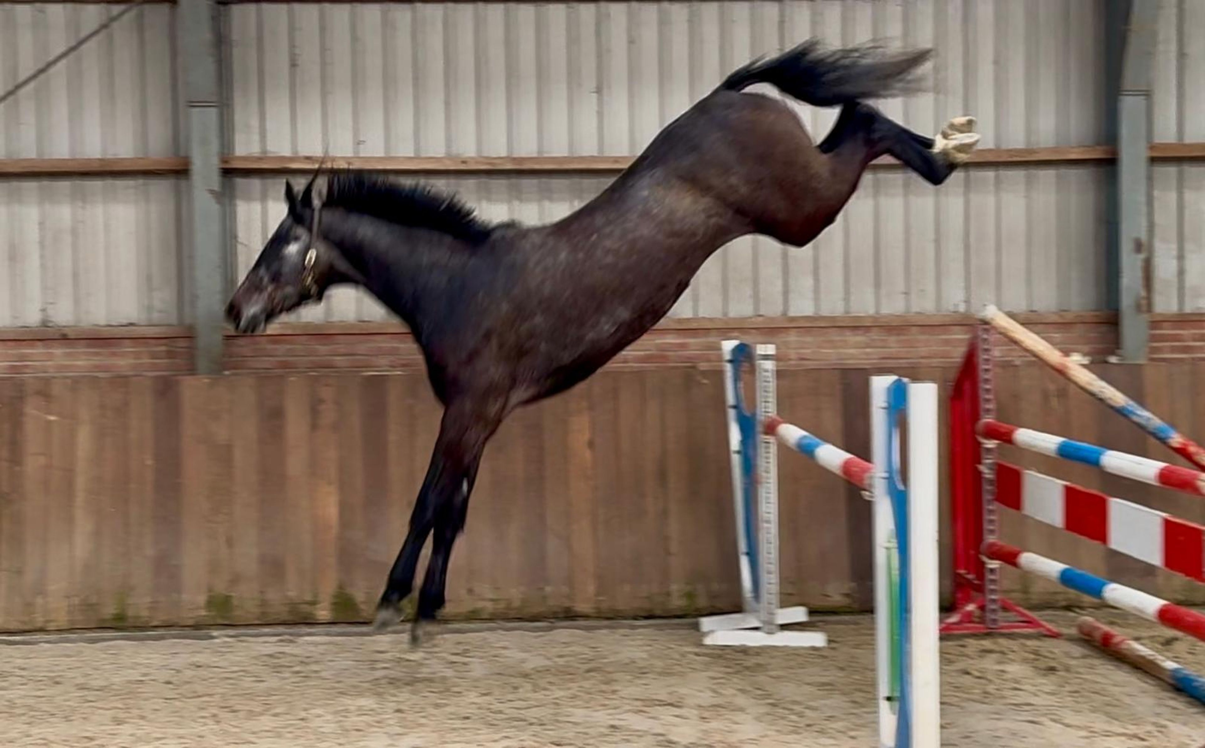 Chacoon d’or PS ☆ (DIARON x CHACOON BLUE) - Image 8