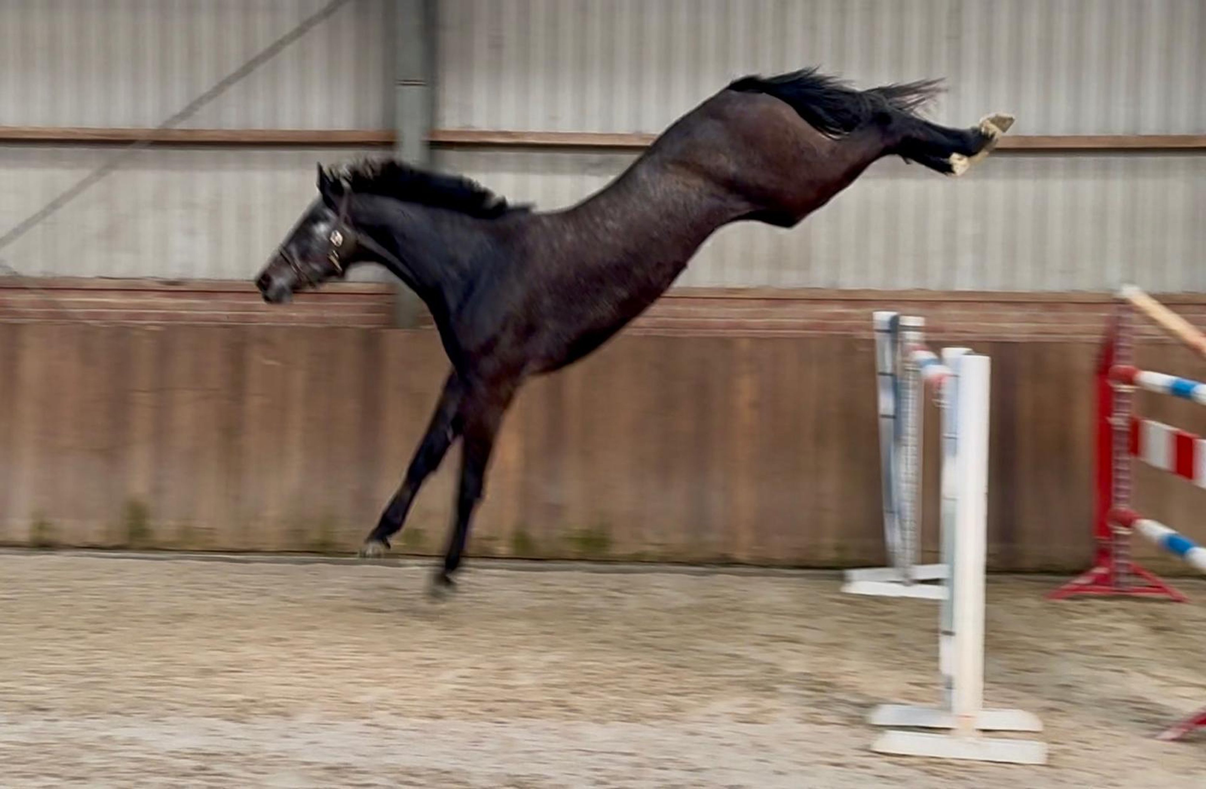 Chacoon d’or PS ☆ (DIARON x CHACOON BLUE) - Image 9