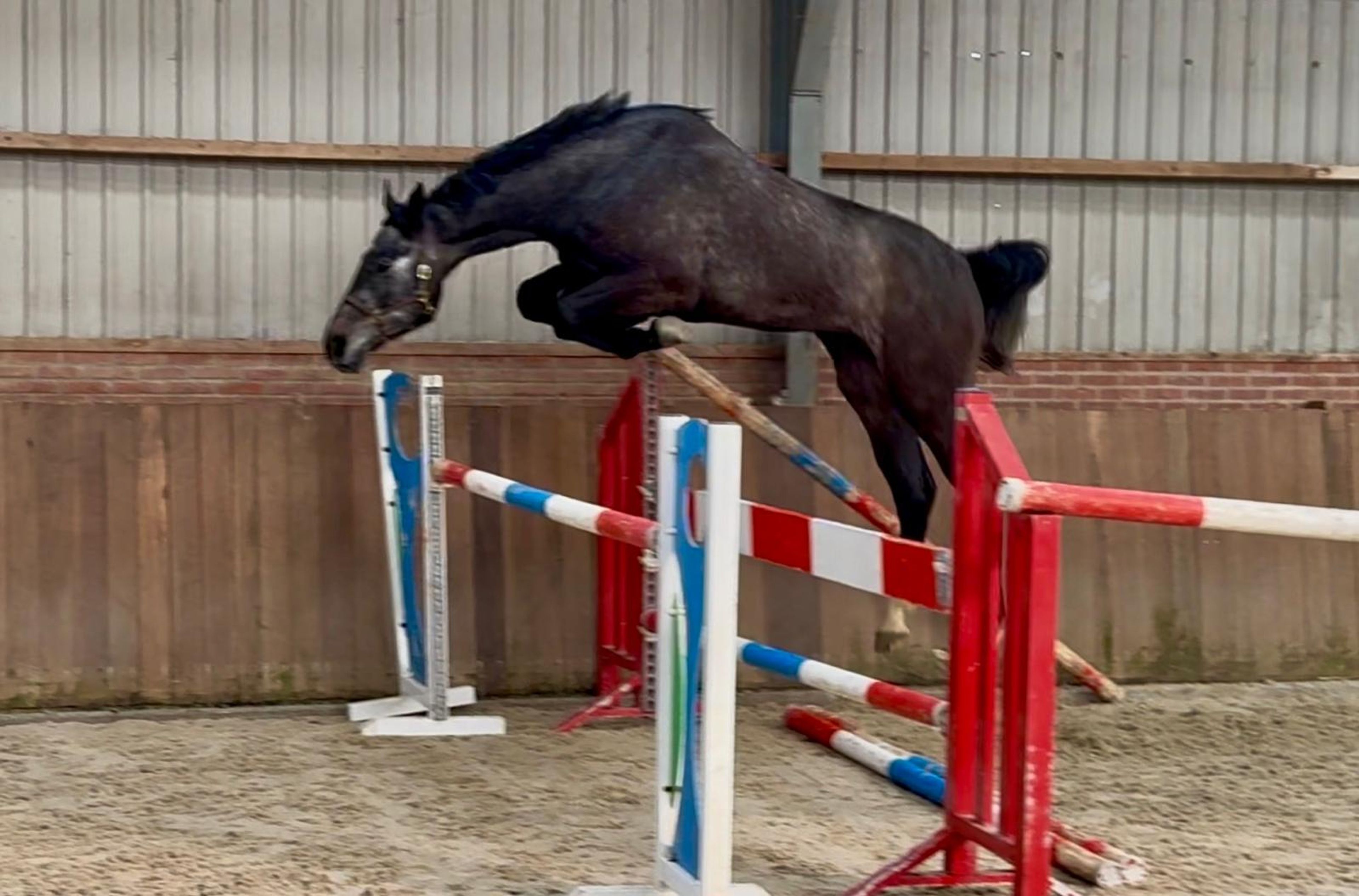 Chacoon d’or PS ☆ (DIARON x CHACOON BLUE) - Image 10