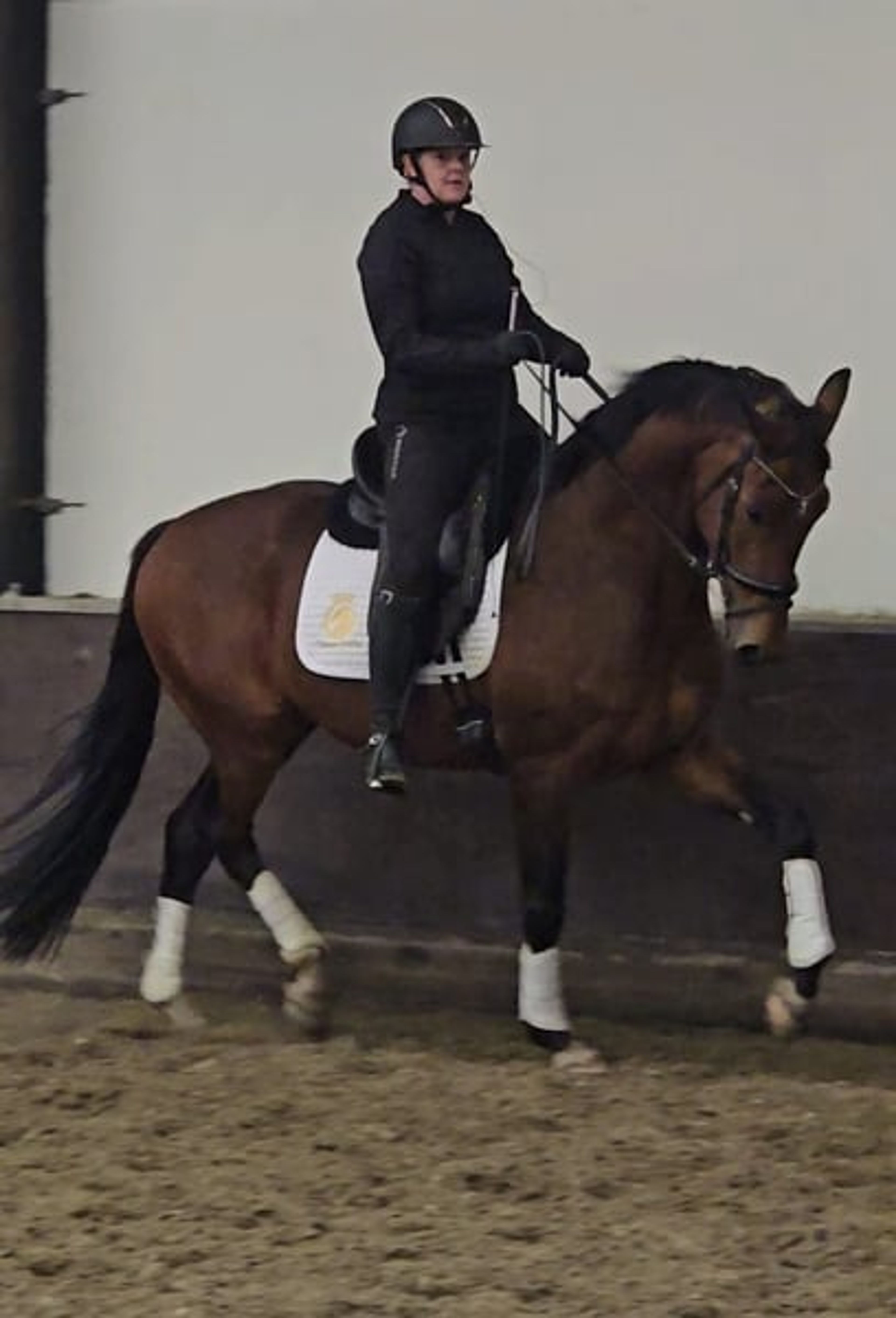 Talented, very sweet and calm 4-year-old gelding