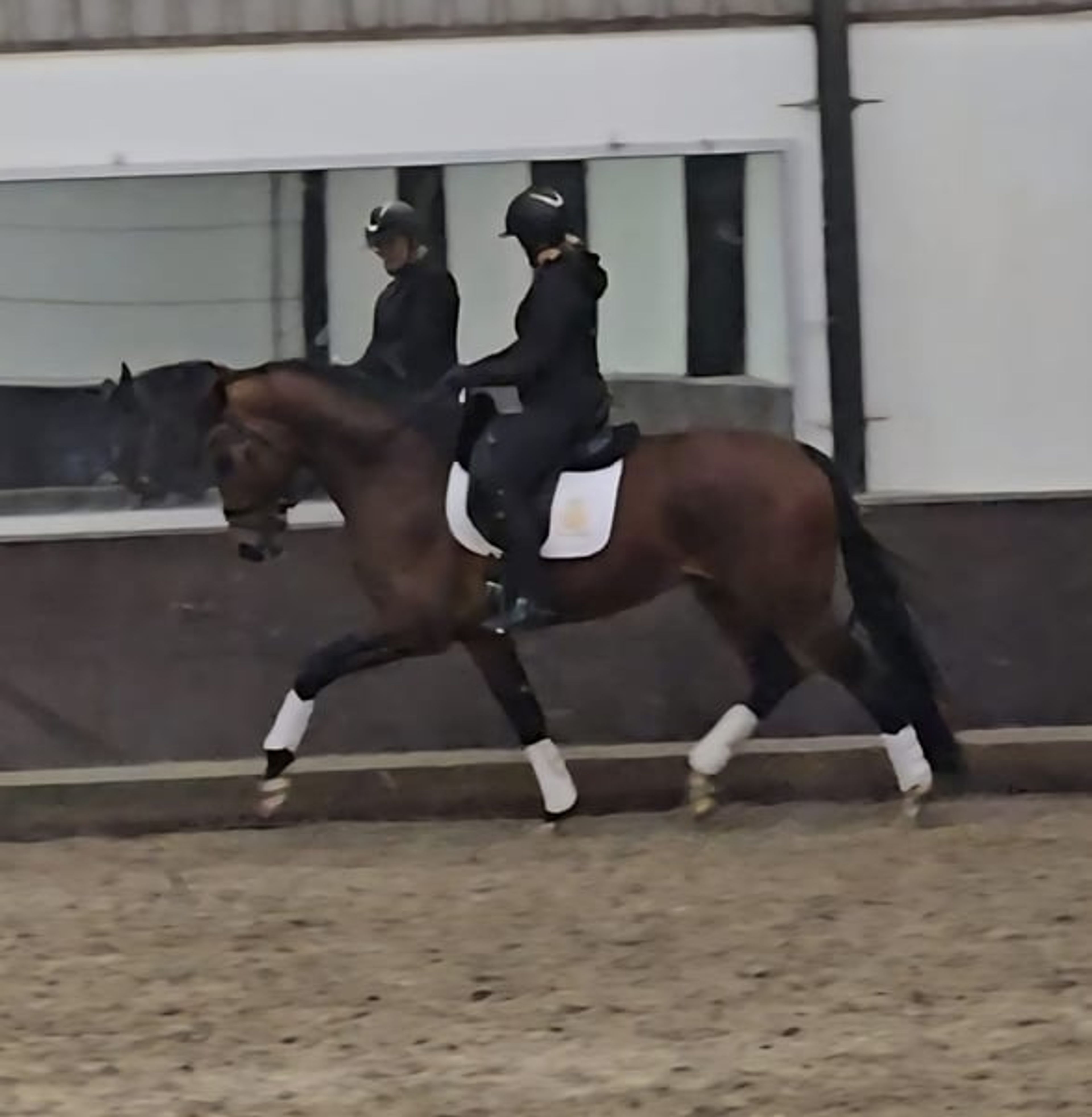 Talented, very sweet and calm 4-year-old gelding - Image 2