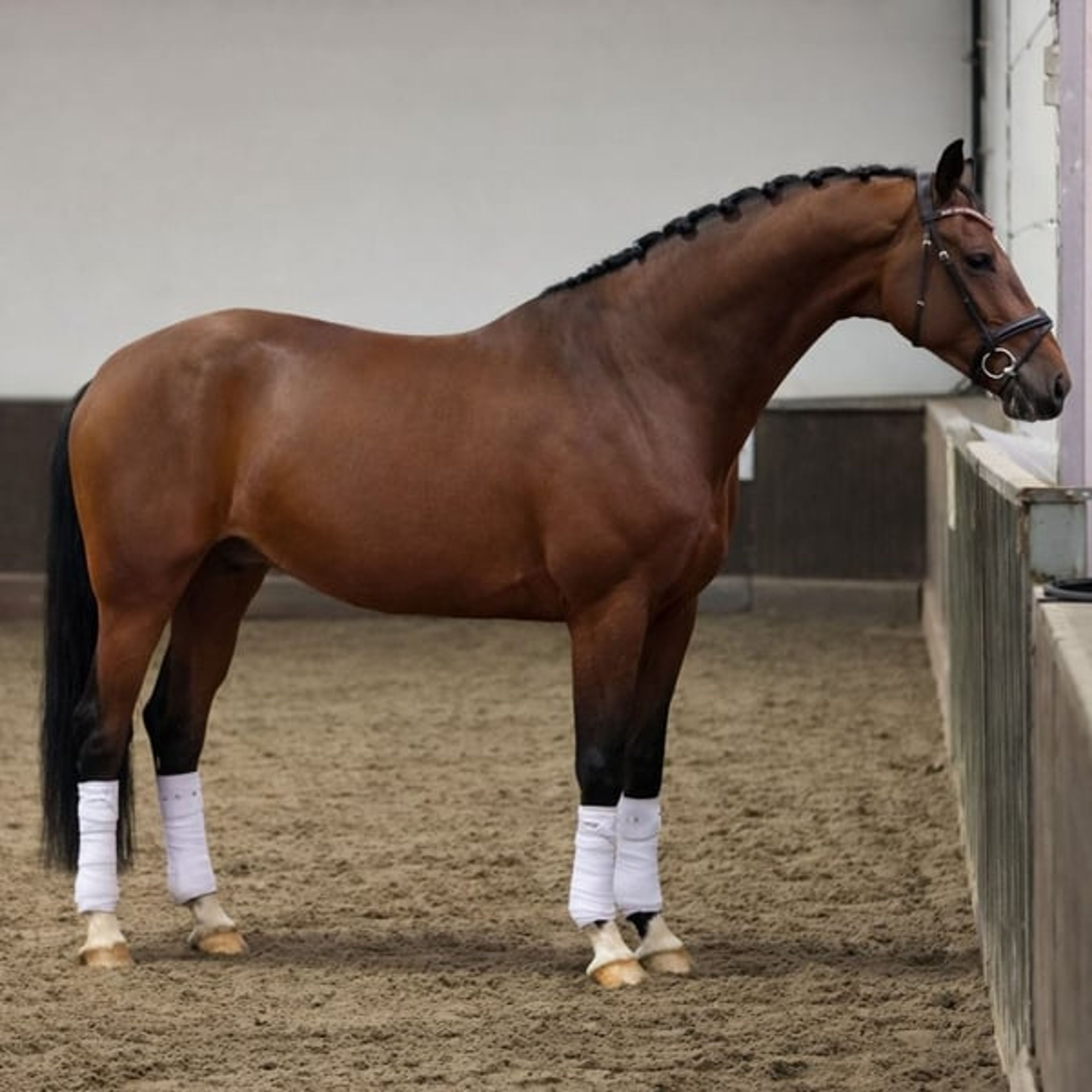 Talented, very sweet and calm 4-year-old gelding - Image 3