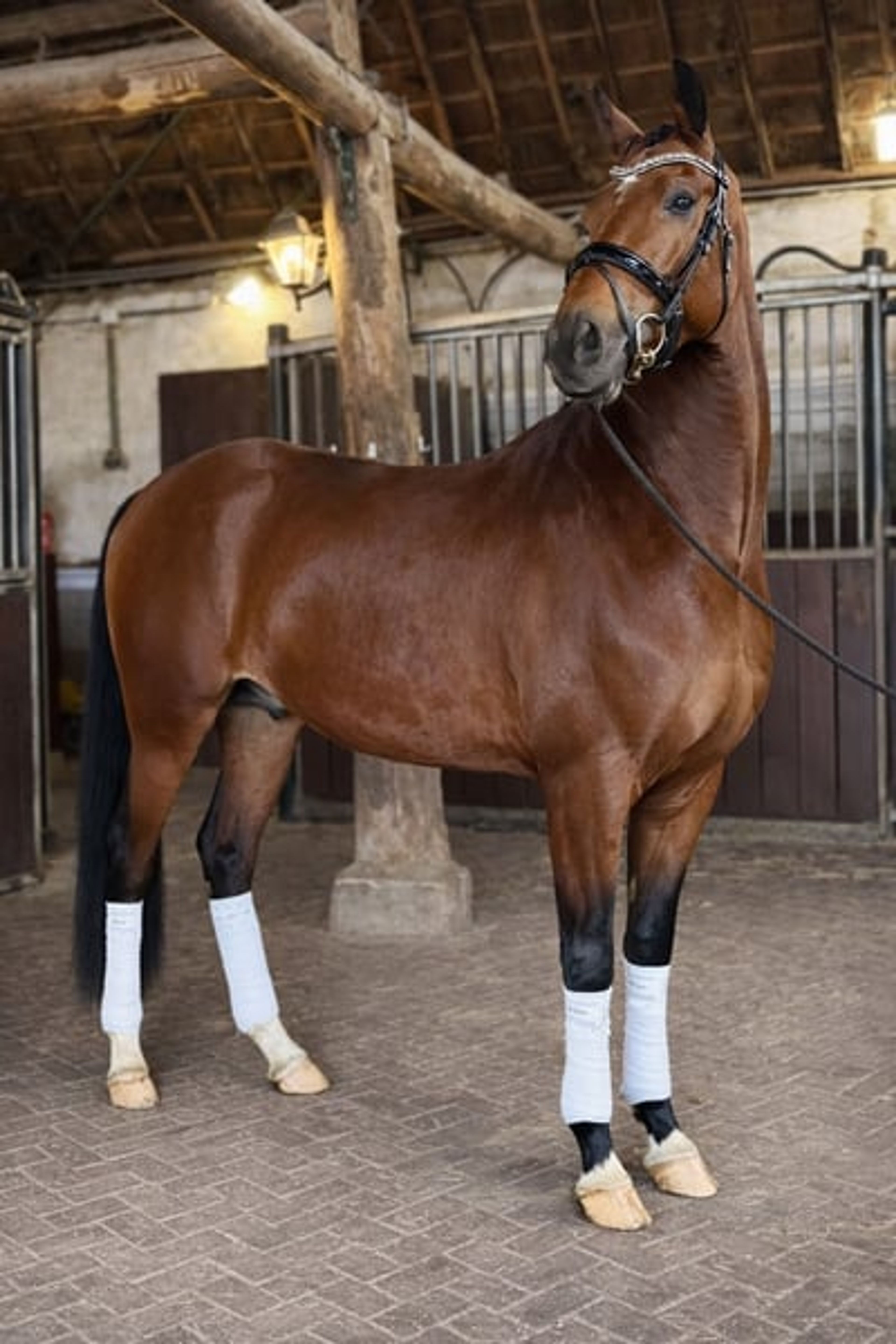 Talented, very sweet and calm 4-year-old gelding - Image 4