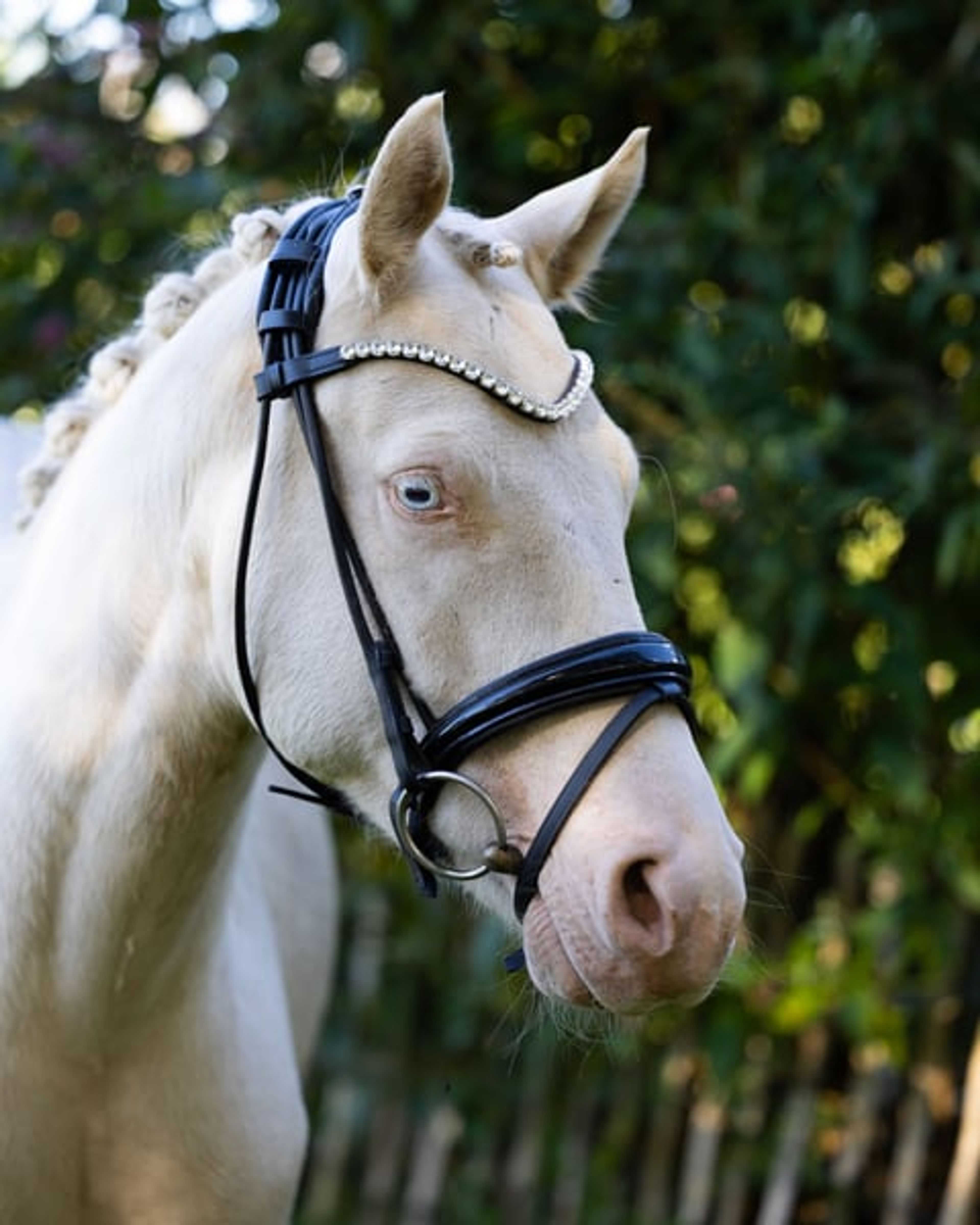 Beautiful children’s pony with potential for top-level pony sport.