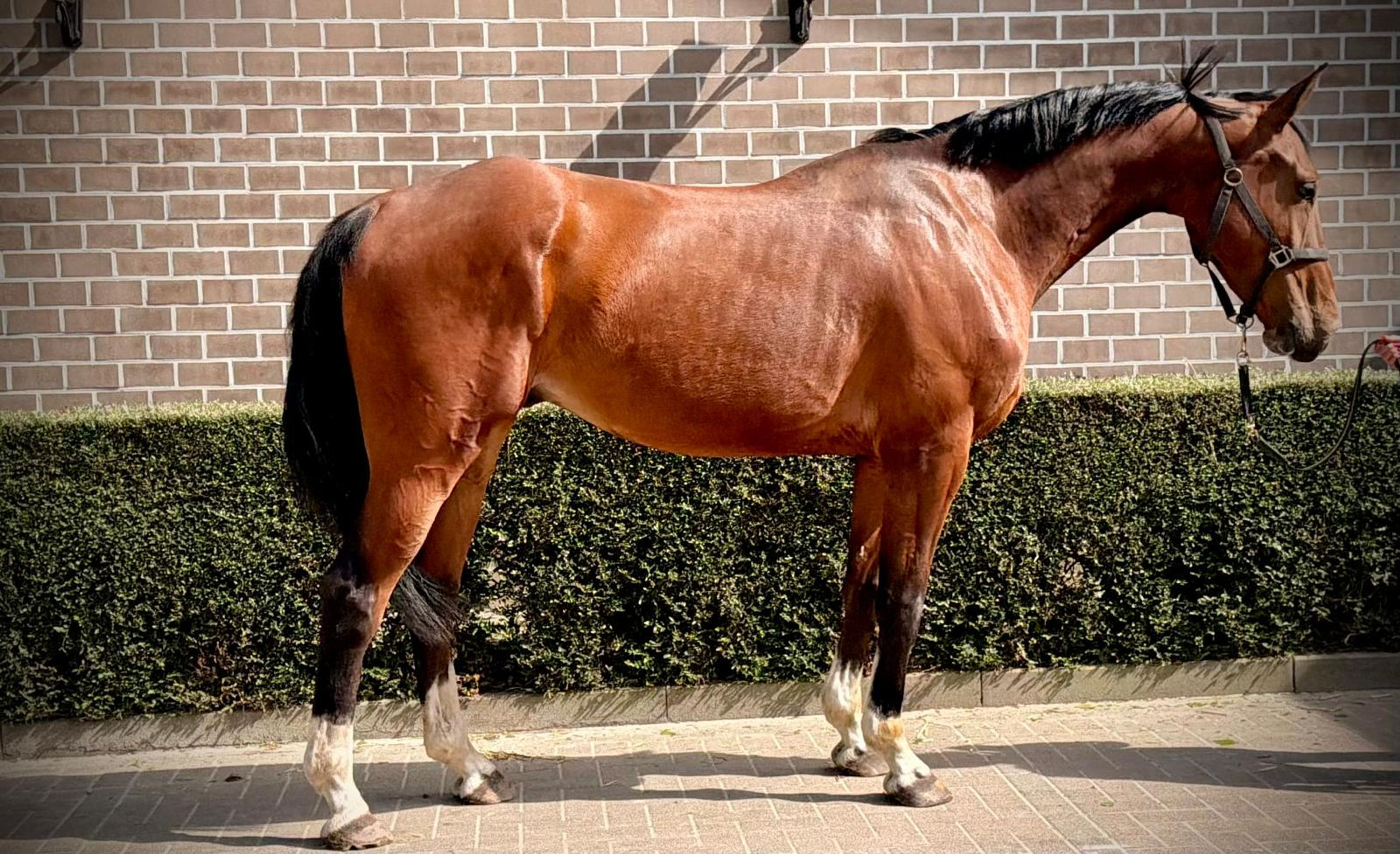 Vino vd Thijshoeve ☆ (PRESTIGE VD KLUIZEBOS x LUPICOR) - Image 1