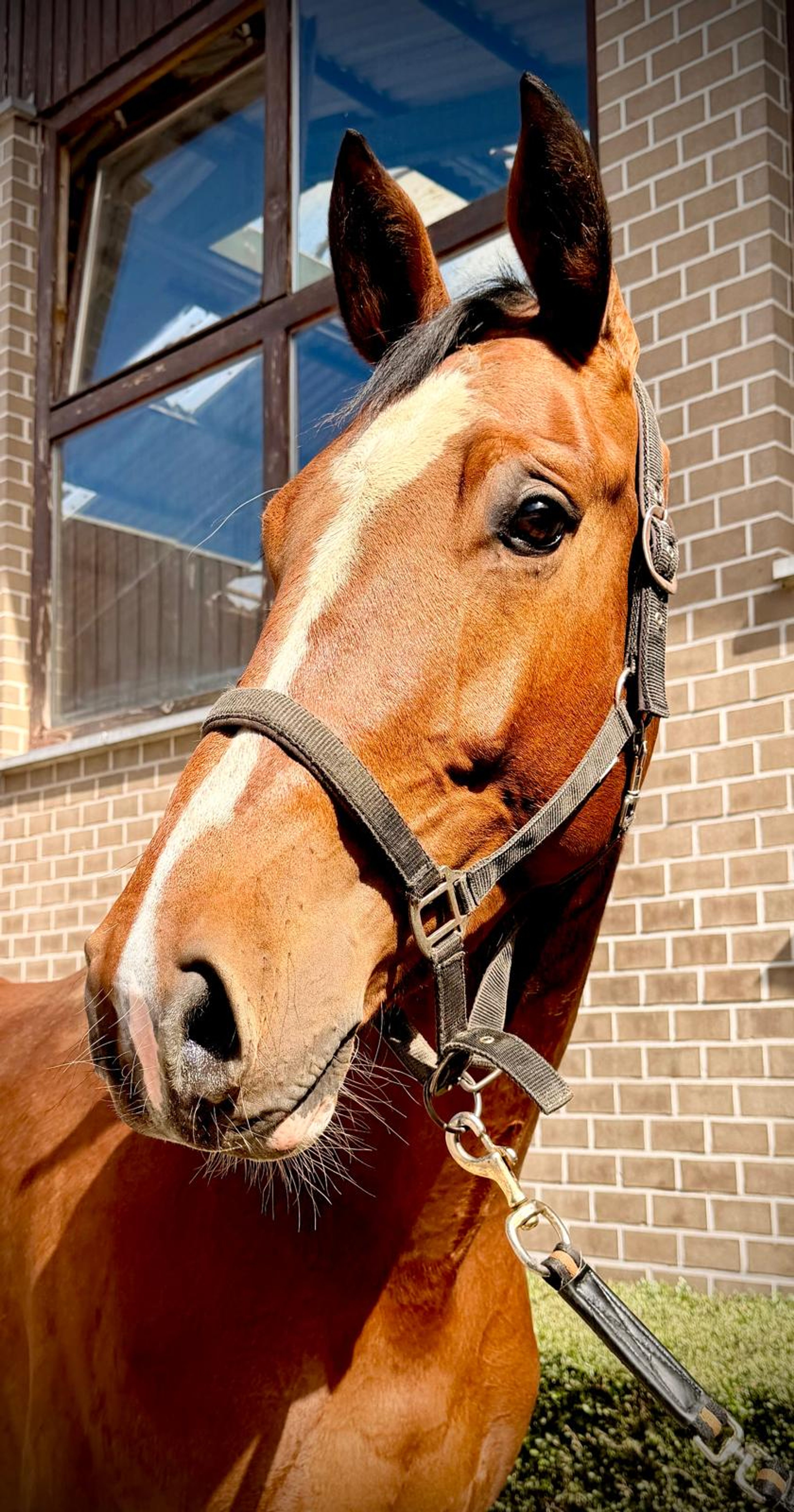 Vino vd Thijshoeve ☆ (PRESTIGE VD KLUIZEBOS x LUPICOR) - Image 2