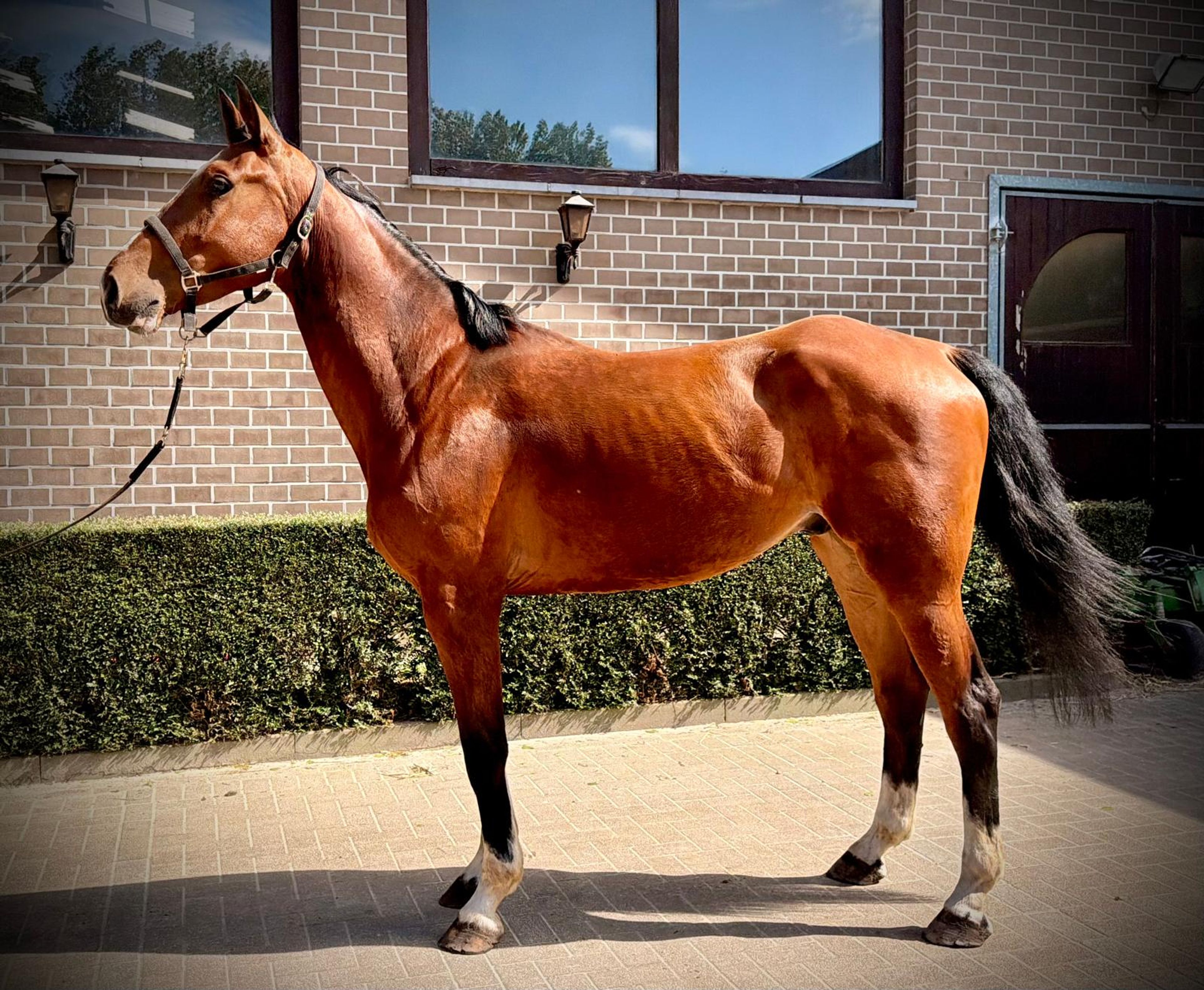 Vino vd Thijshoeve ☆ (PRESTIGE VD KLUIZEBOS x LUPICOR) - Image 3