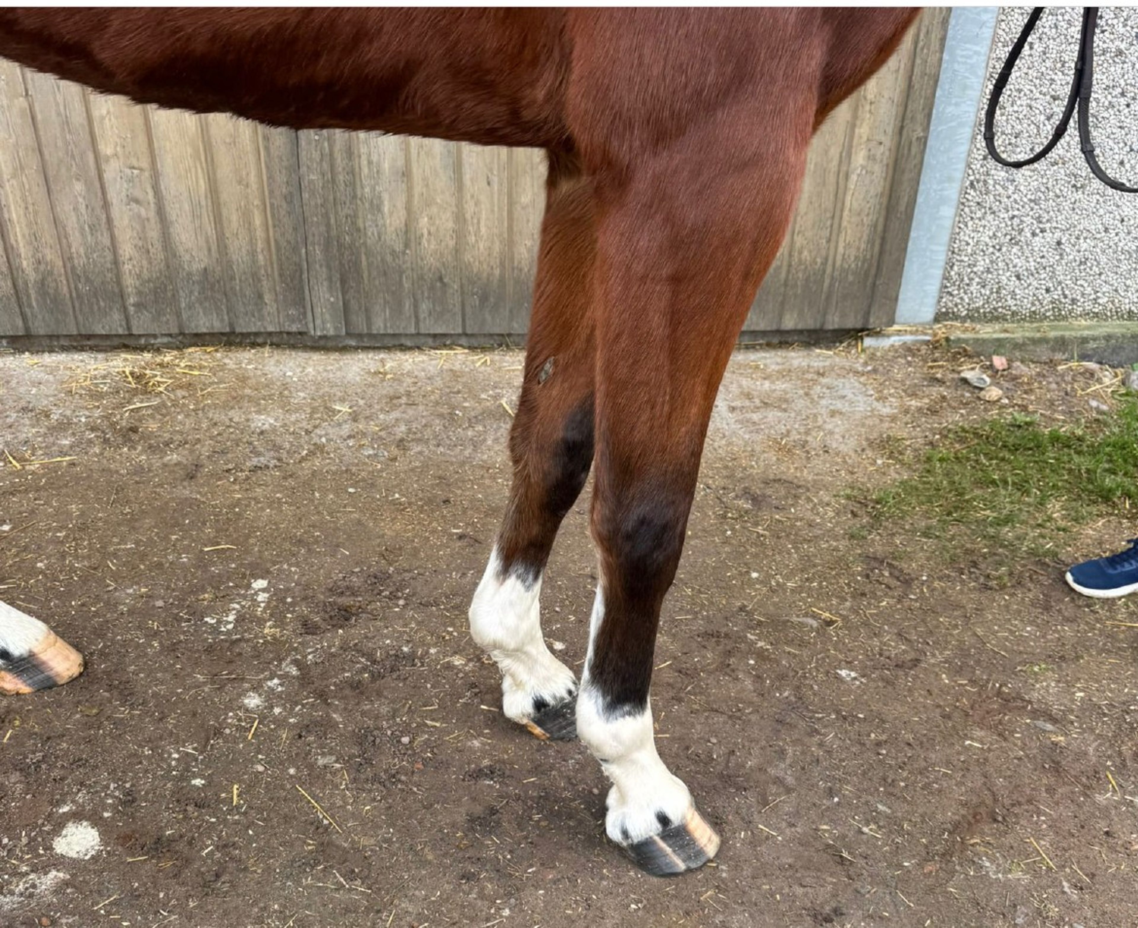 Vino vd Thijshoeve ☆ (PRESTIGE VD KLUIZEBOS x LUPICOR) - Image 6