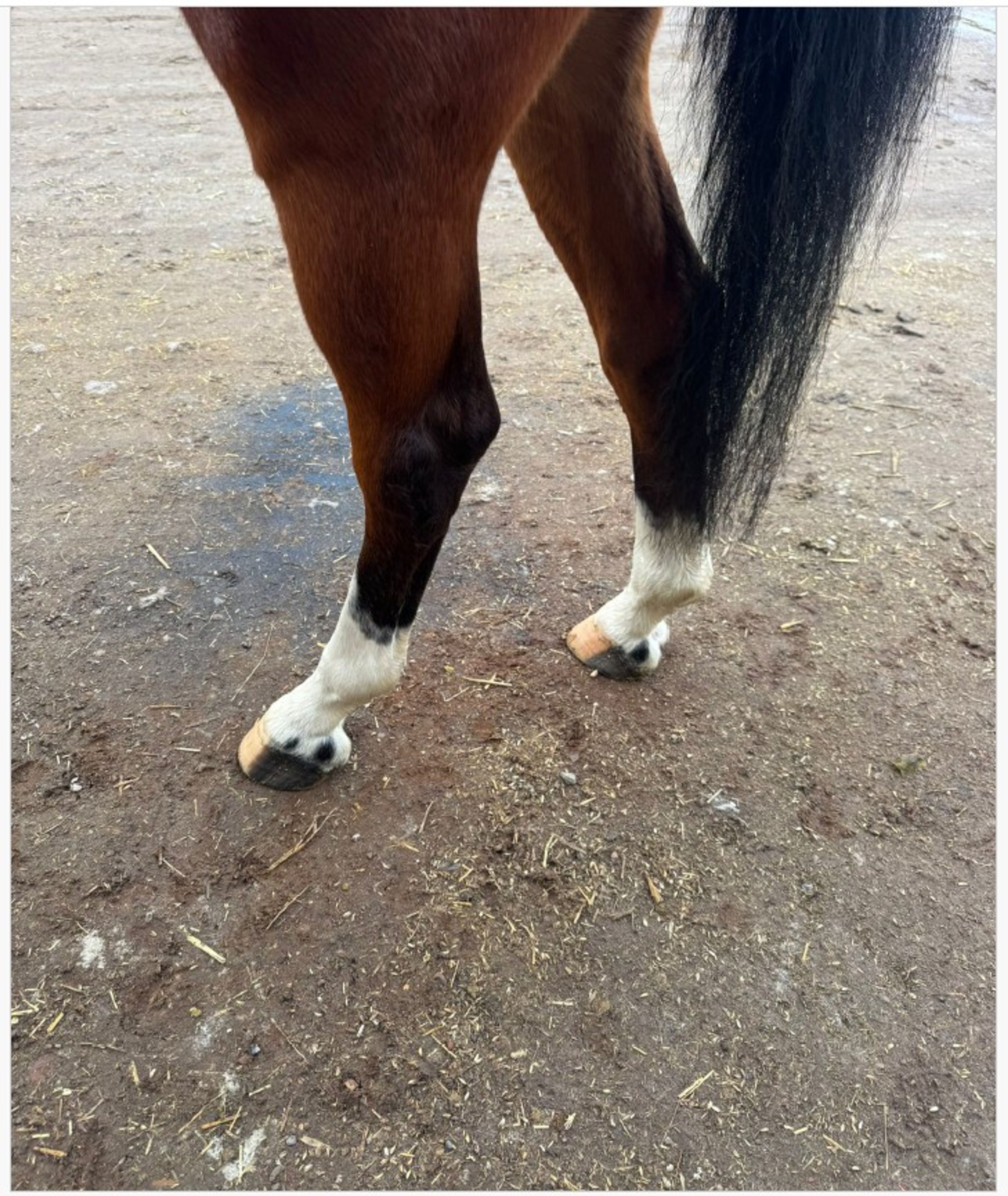 Vino vd Thijshoeve ☆ (PRESTIGE VD KLUIZEBOS x LUPICOR) - Image 7