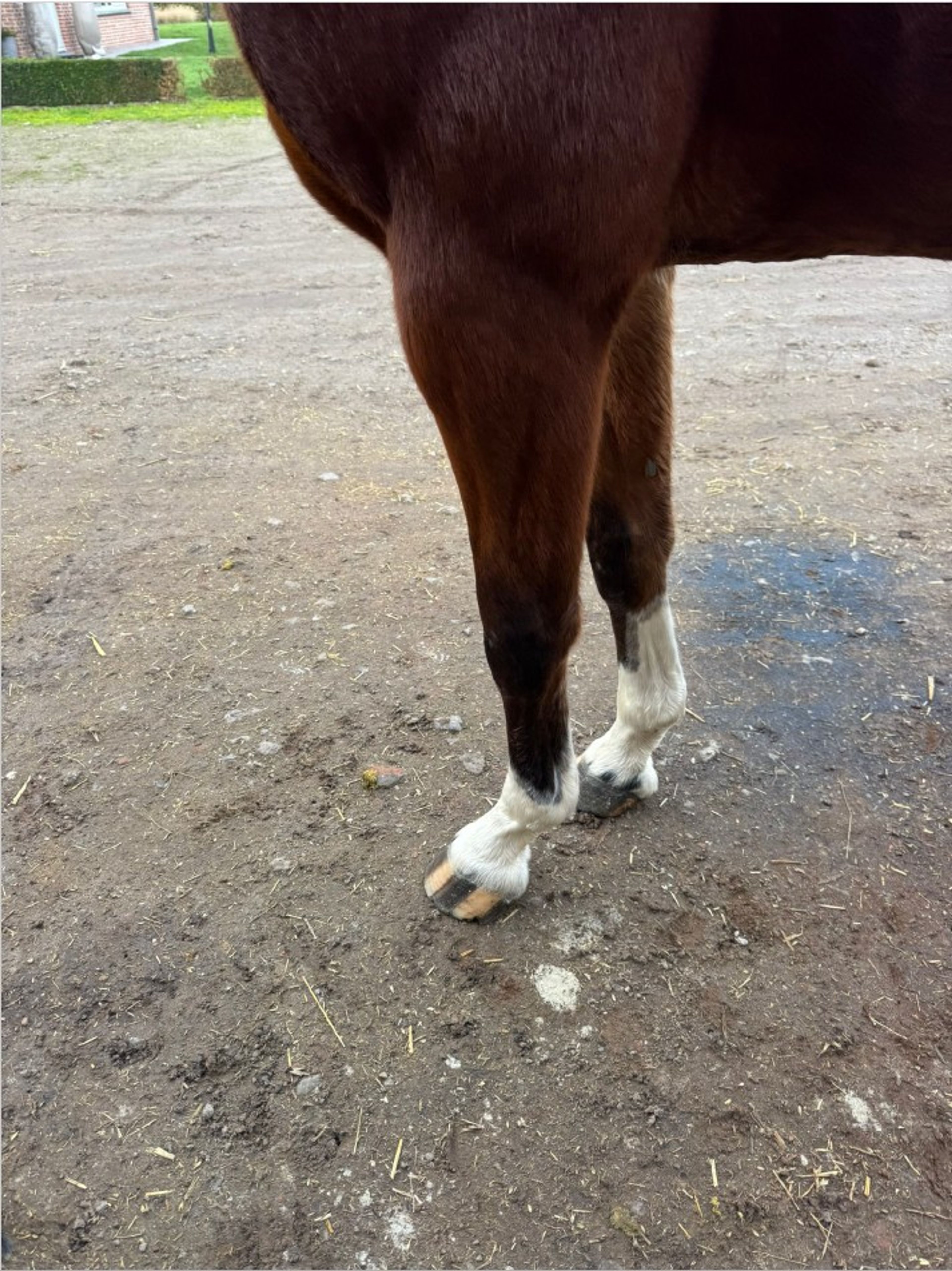 Vino vd Thijshoeve ☆ (PRESTIGE VD KLUIZEBOS x LUPICOR) - Image 8