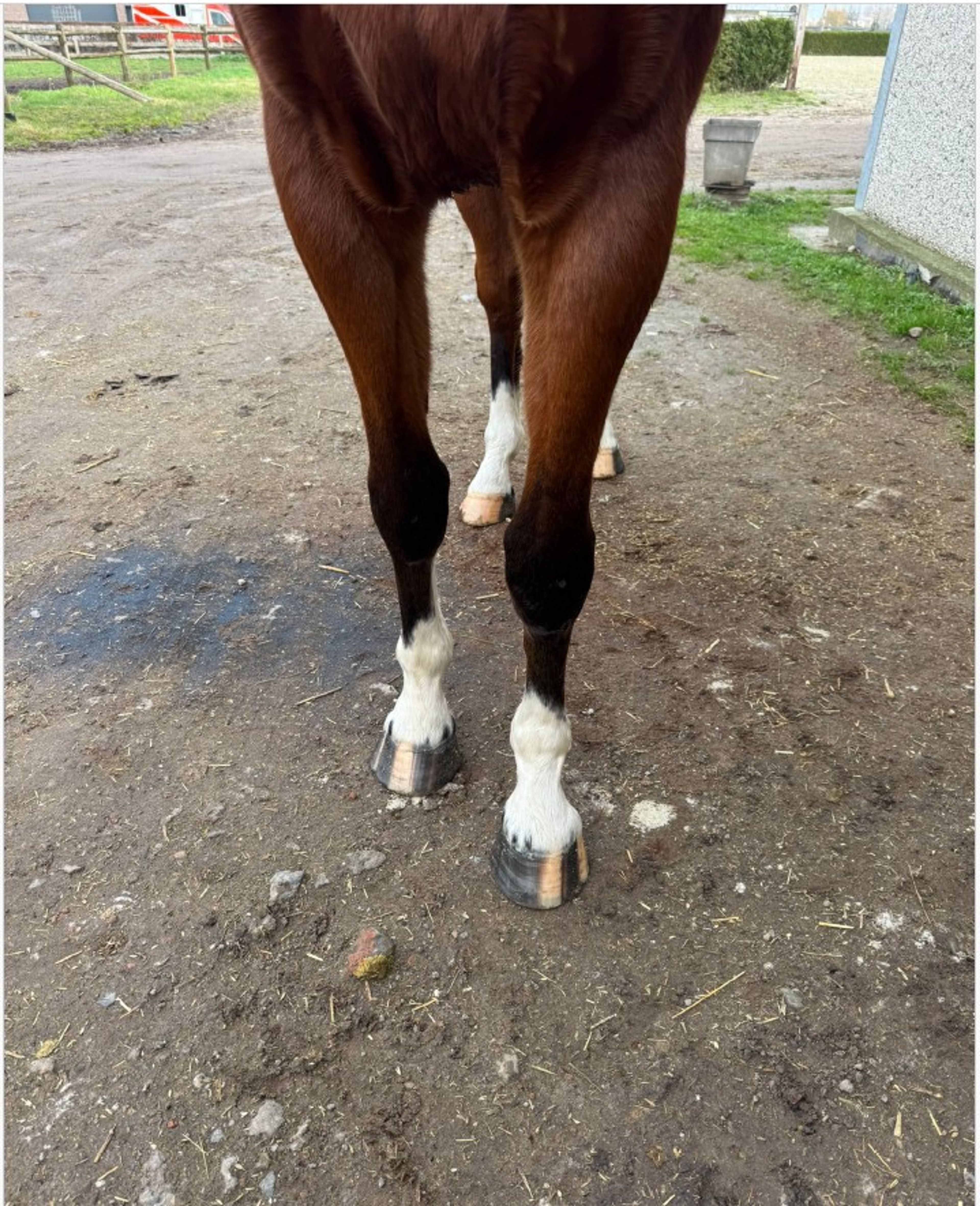 Vino vd Thijshoeve ☆ (PRESTIGE VD KLUIZEBOS x LUPICOR) - Image 9
