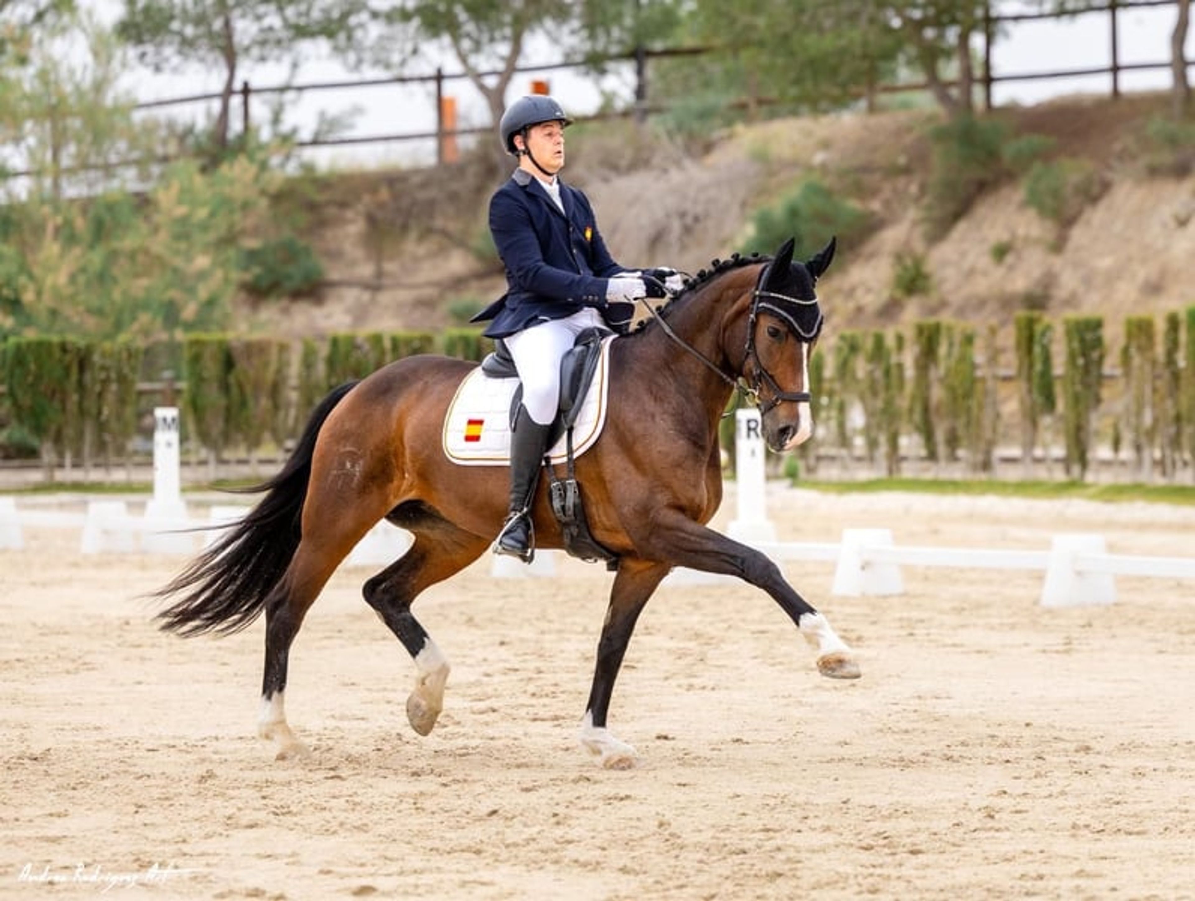 Schoolmaster mare