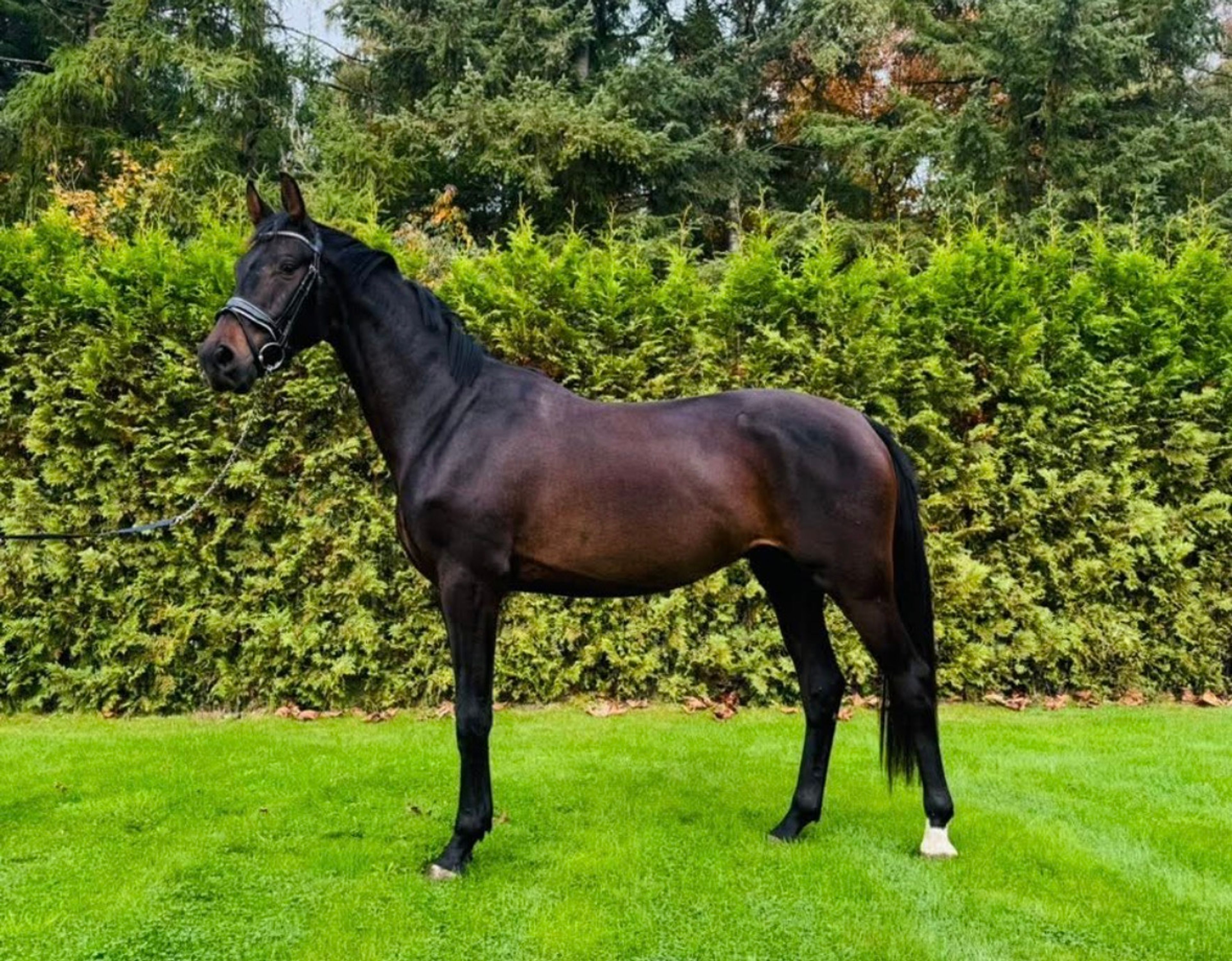 Showbizz Texel - Image 1