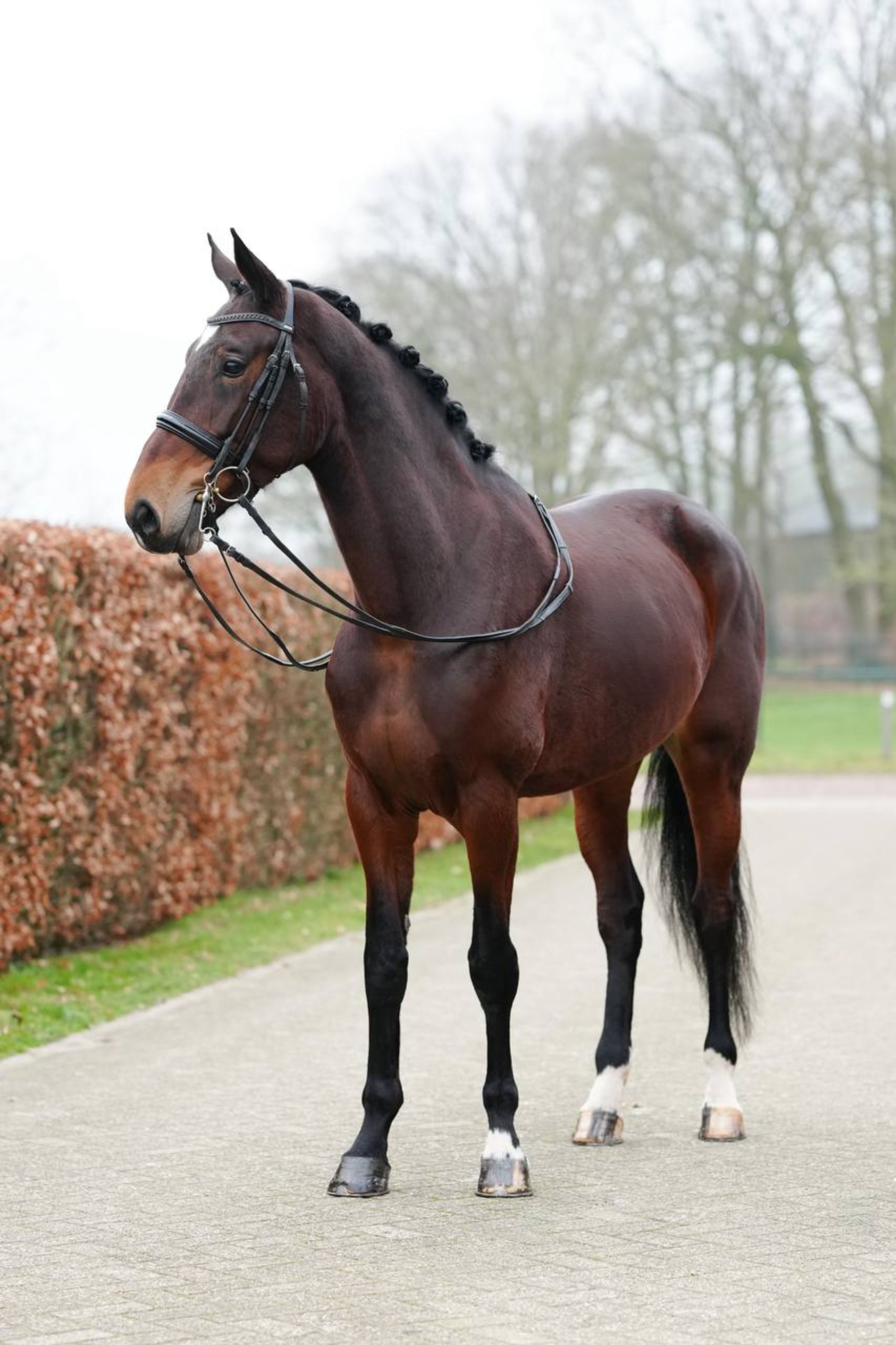 Poéme Bohemian RVS Vienna D - Image 2