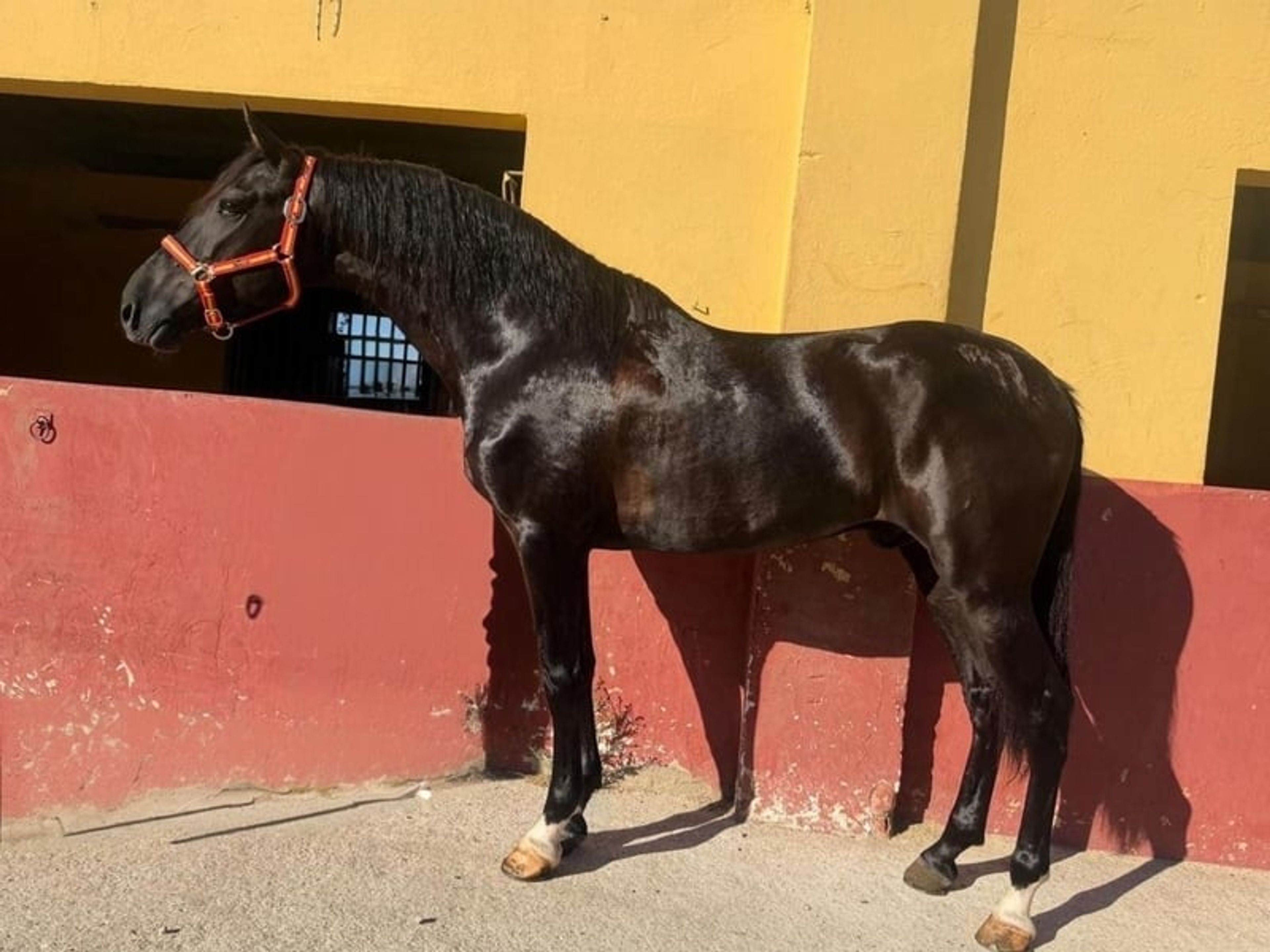 Exceptional Young Black Horse