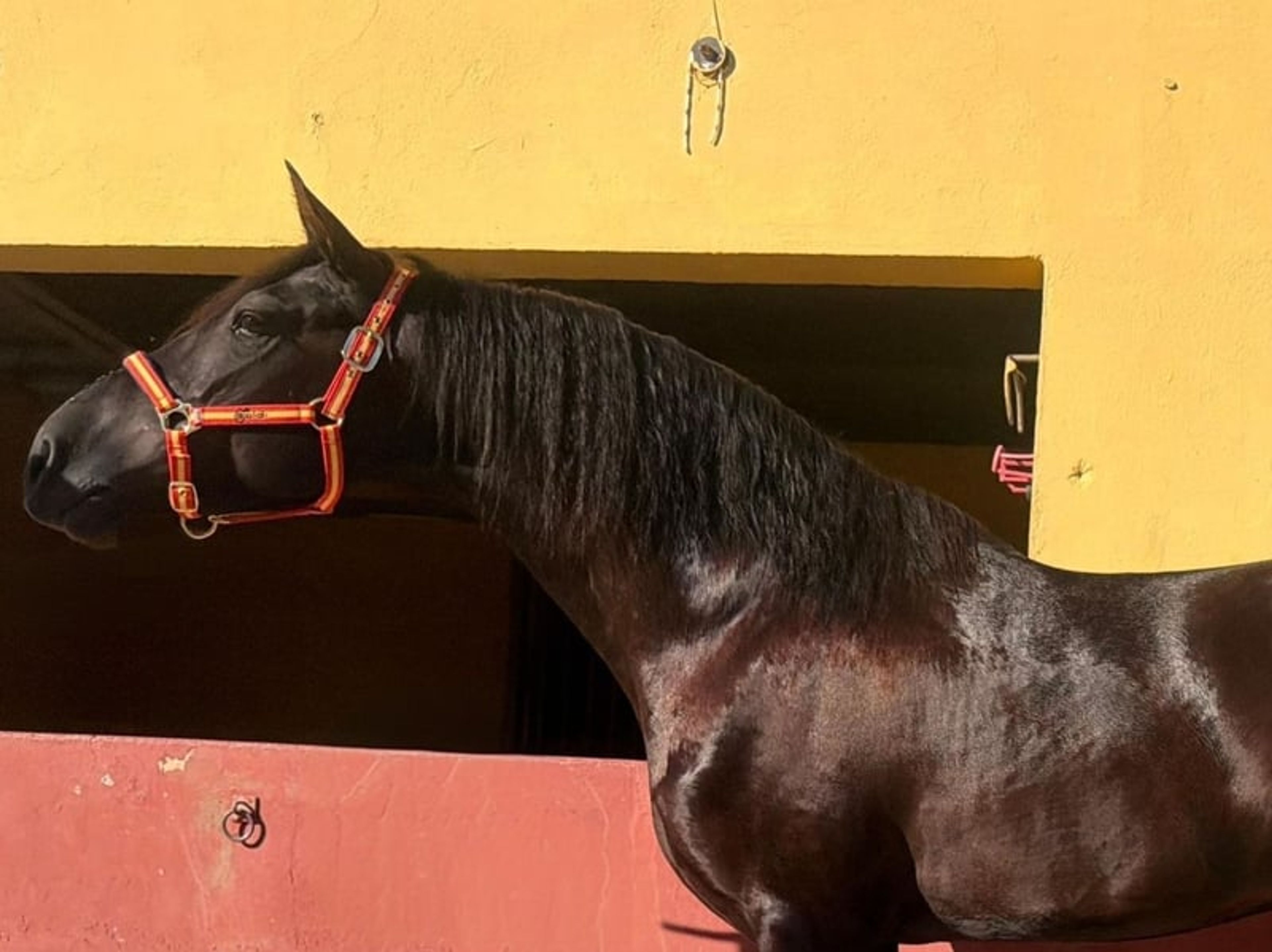 Exceptional Young Black Horse - Image 2