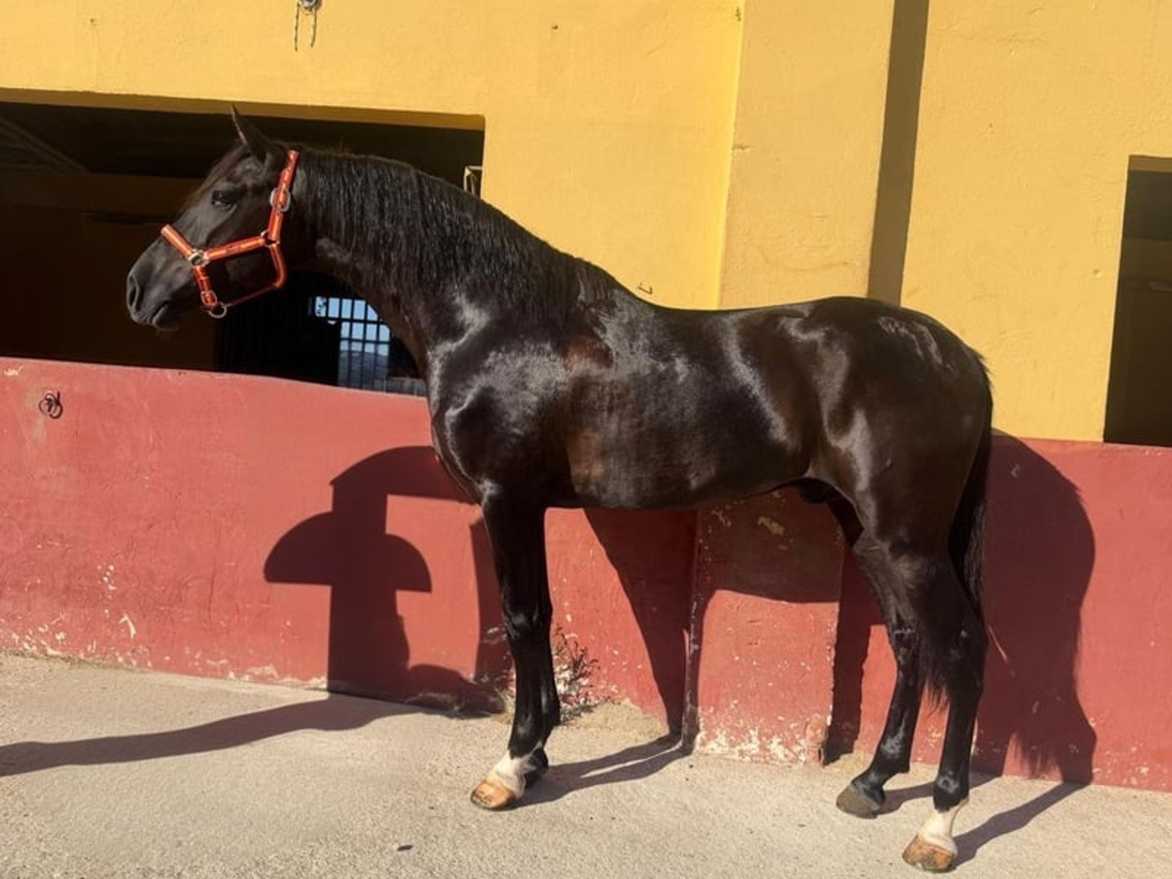 Exceptional Young Black Horse - Image 3