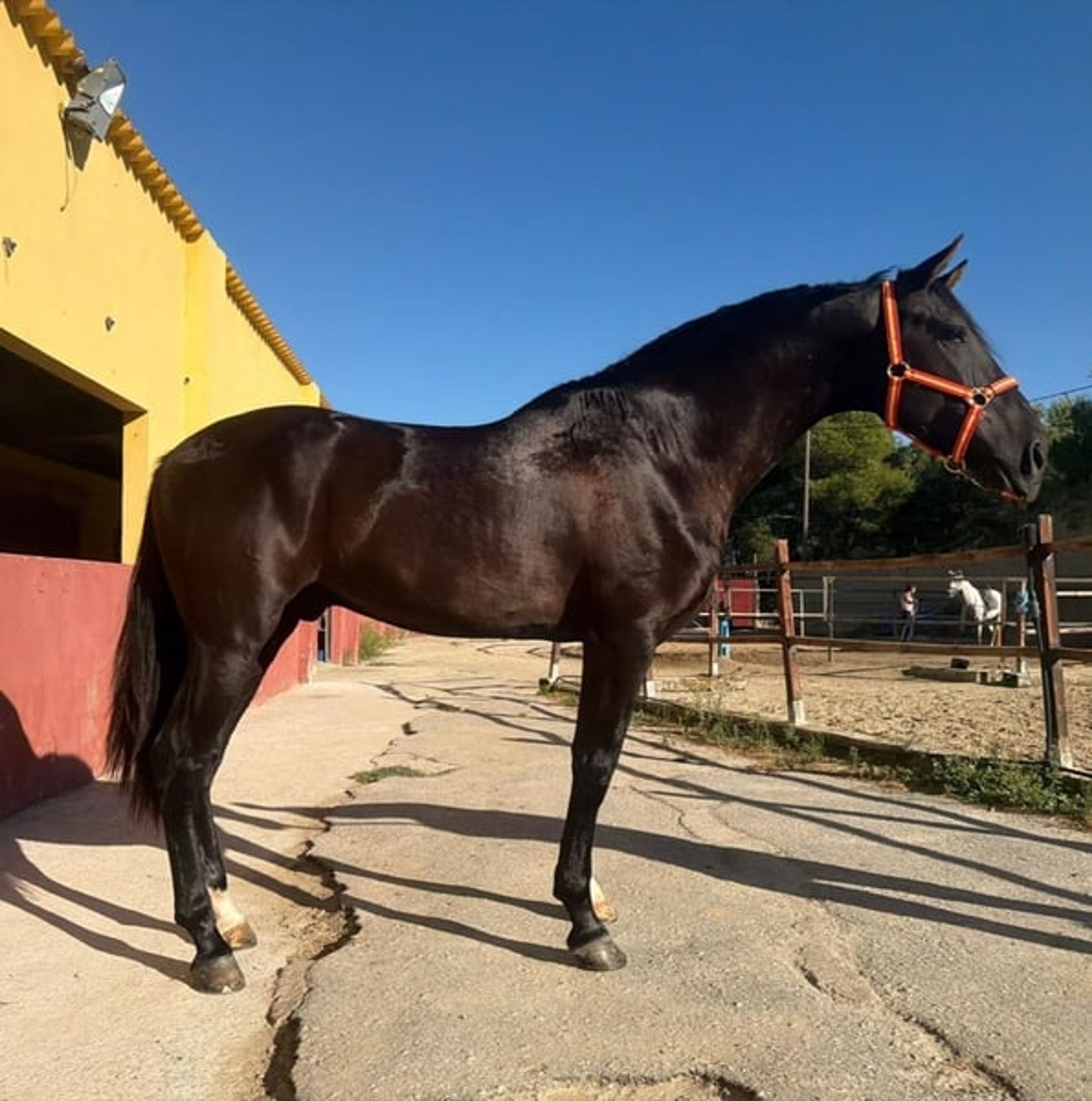 Exceptional Young Black Horse - Image 4
