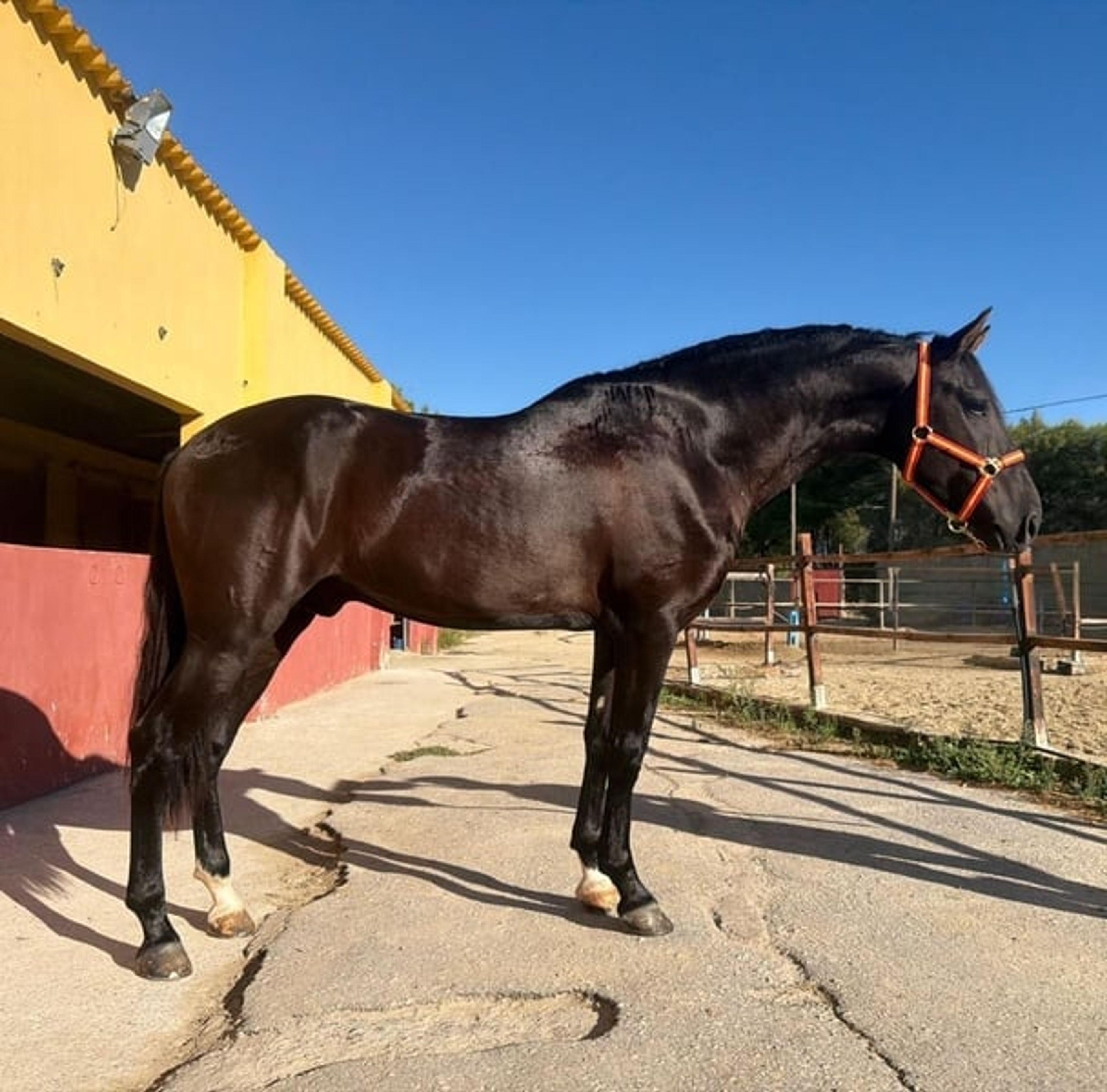 Exceptional Young Black Horse - Image 5