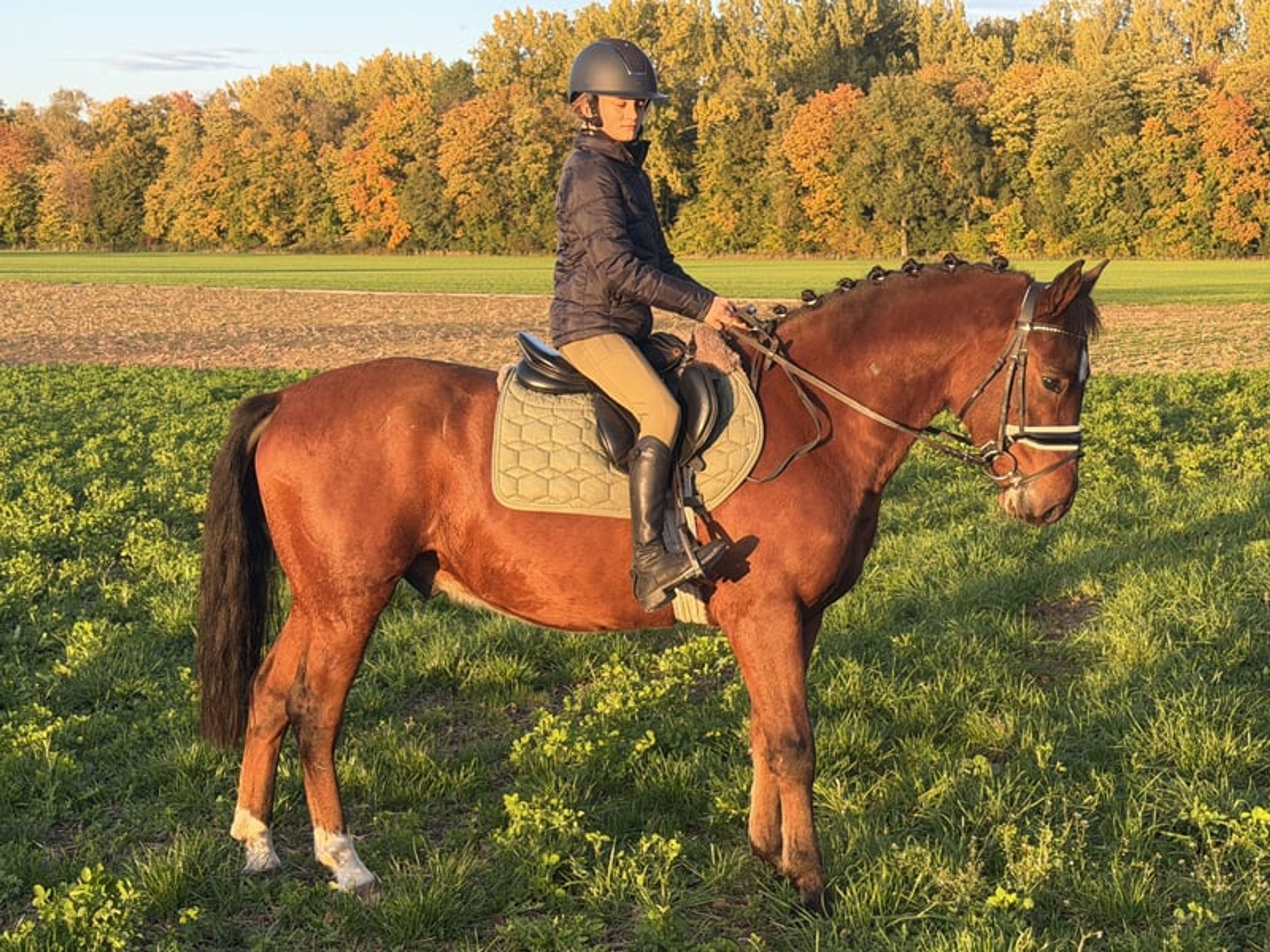 Fantastic small horse with potential.